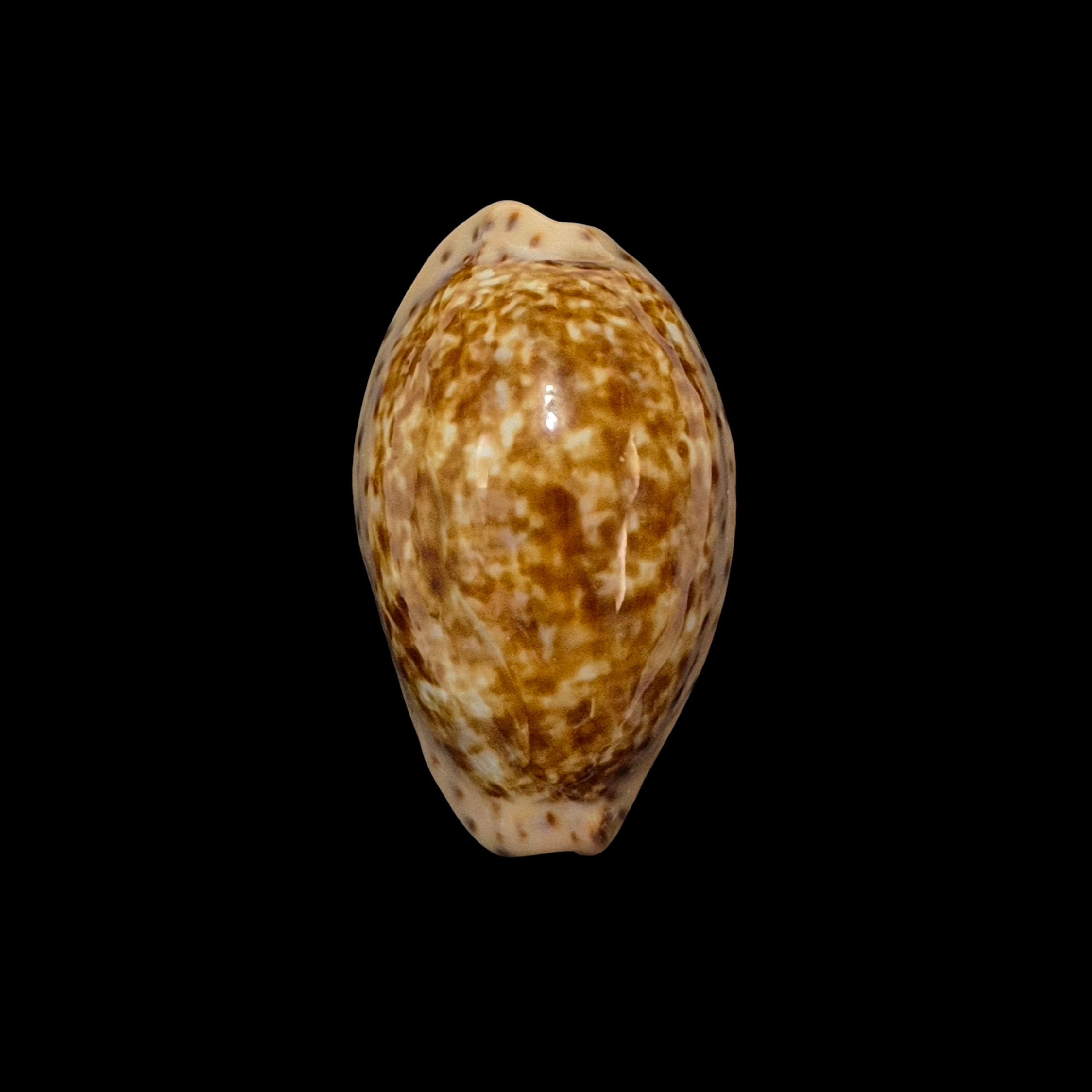 BC111 Pseudozonaria annettae - BIG SIZE