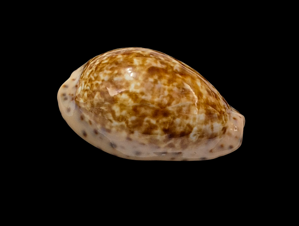 BC111 Pseudozonaria annettae - BIG SIZE - Image 2