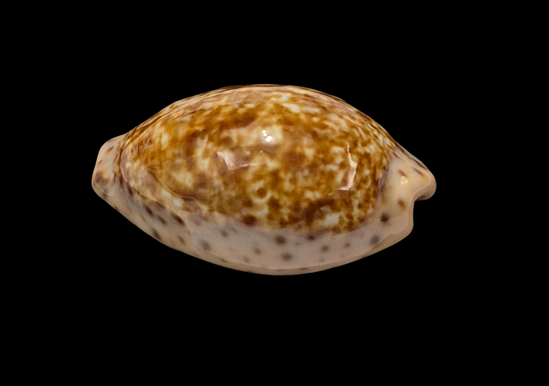 BC111 Pseudozonaria annettae - BIG SIZE - Image 3