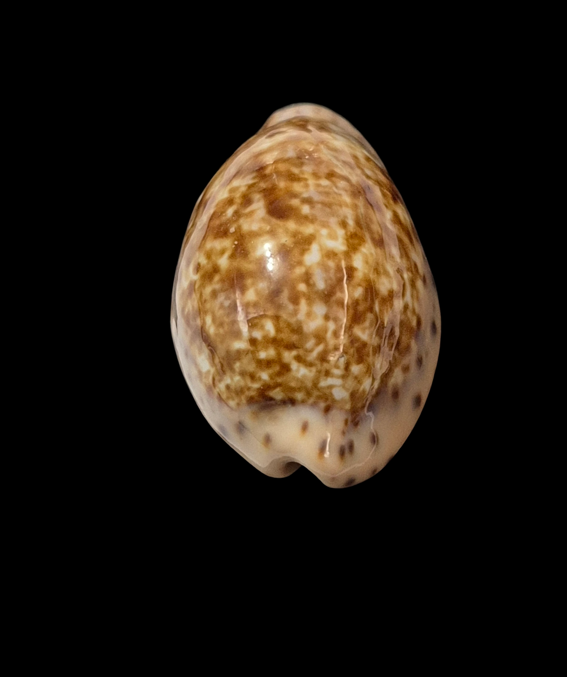 BC111 Pseudozonaria annettae - BIG SIZE - Image 4