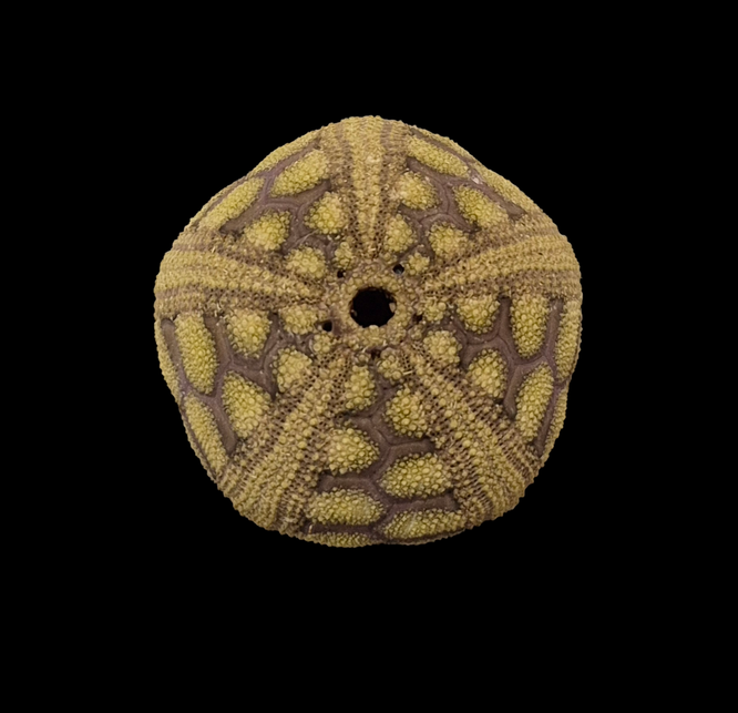 BC402 Microcyphus rousseaui - Image 2