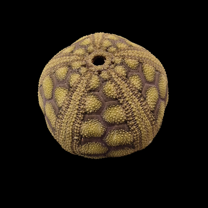 BC402 Microcyphus rousseaui