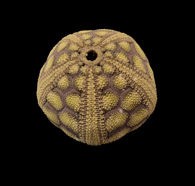 BC402 Microcyphus rousseaui - Image 3