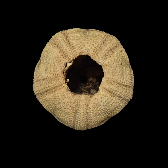 BC402 Microcyphus rousseaui - Image 4
