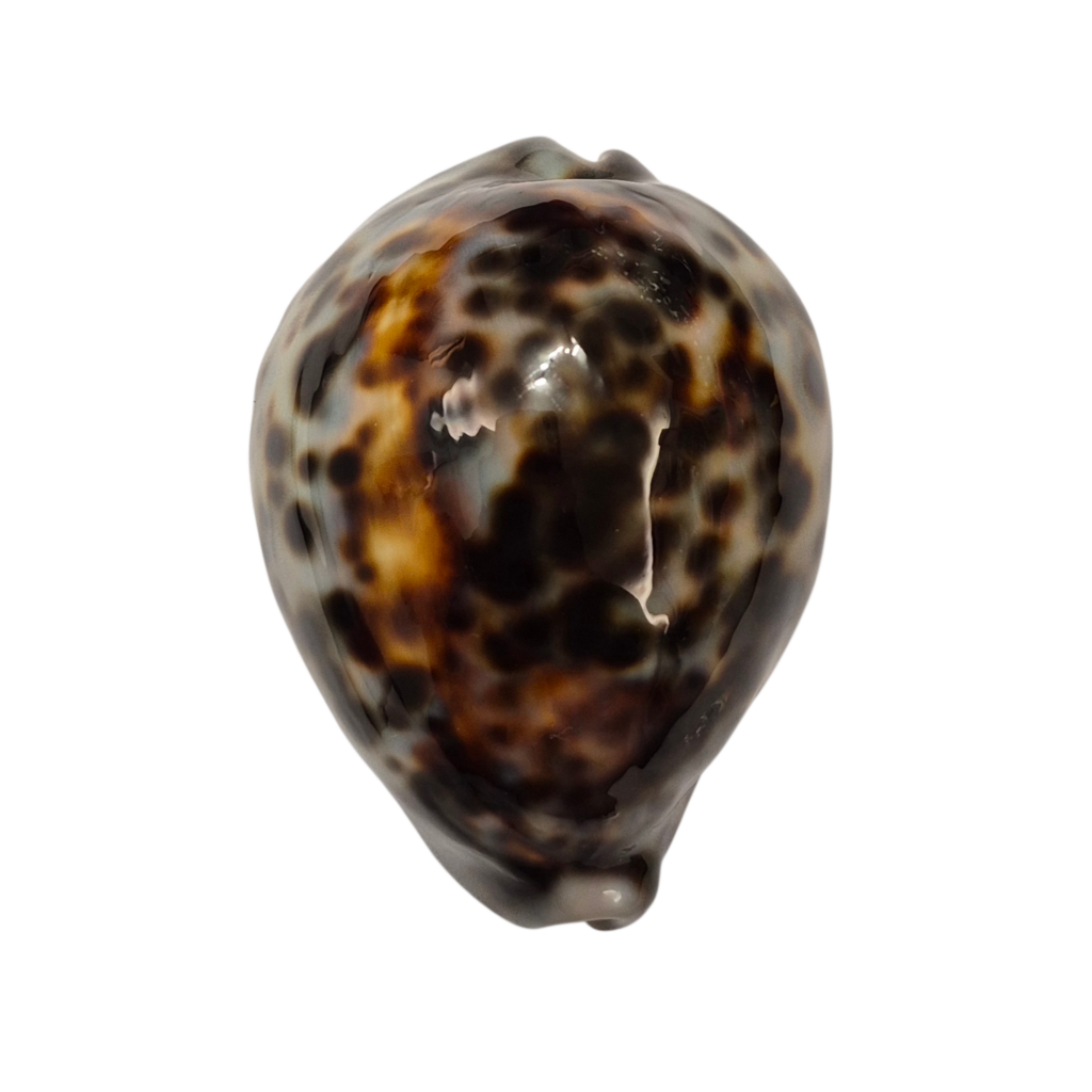 BC359 Cypraea tigris - GREAT COLORS