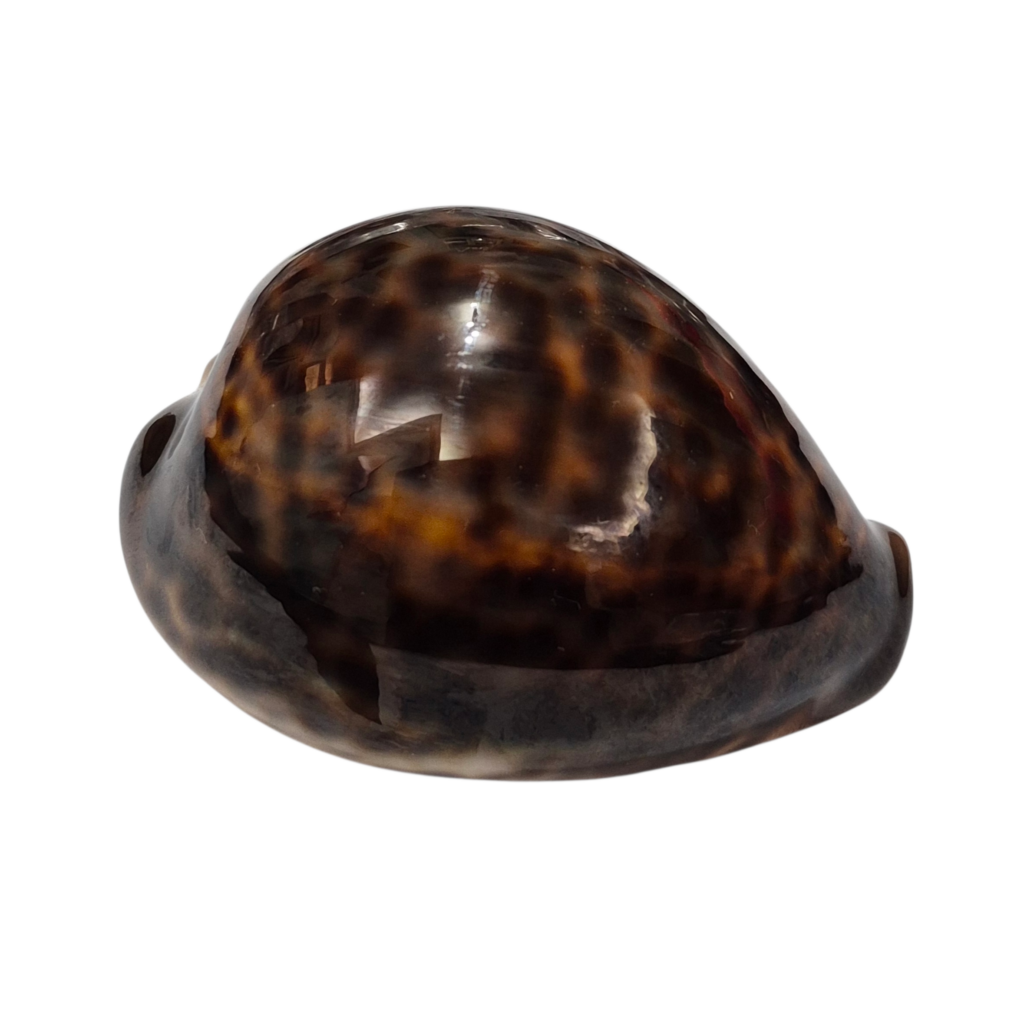 BC160 Cypraea tigris - EXTRA-DARK PATTERN