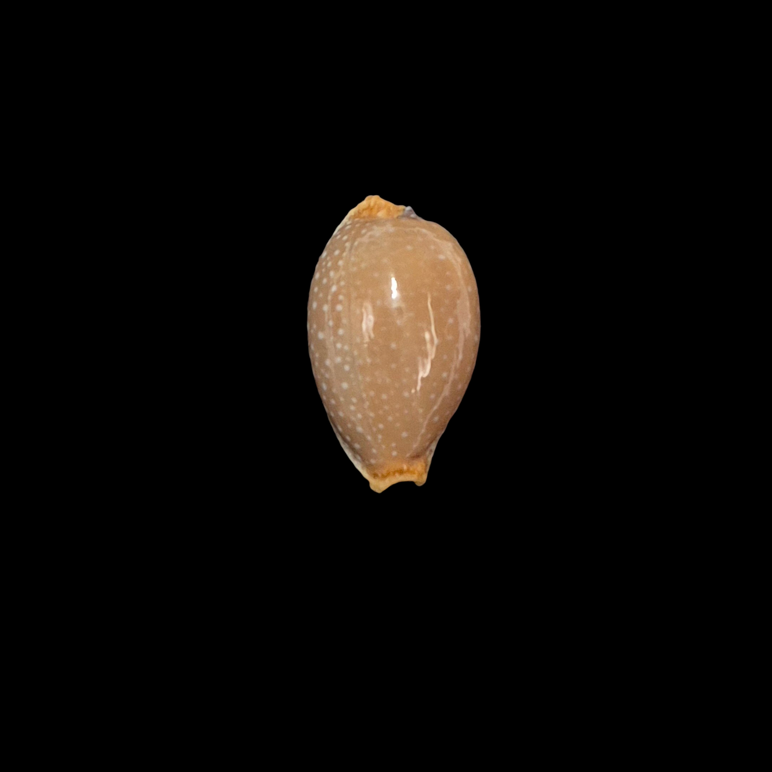 BC102 Staphylaea semiplota - SELECTED