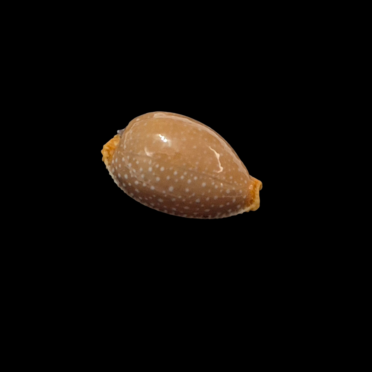 BC102 Staphylaea semiplota - SELECTED - Image 2