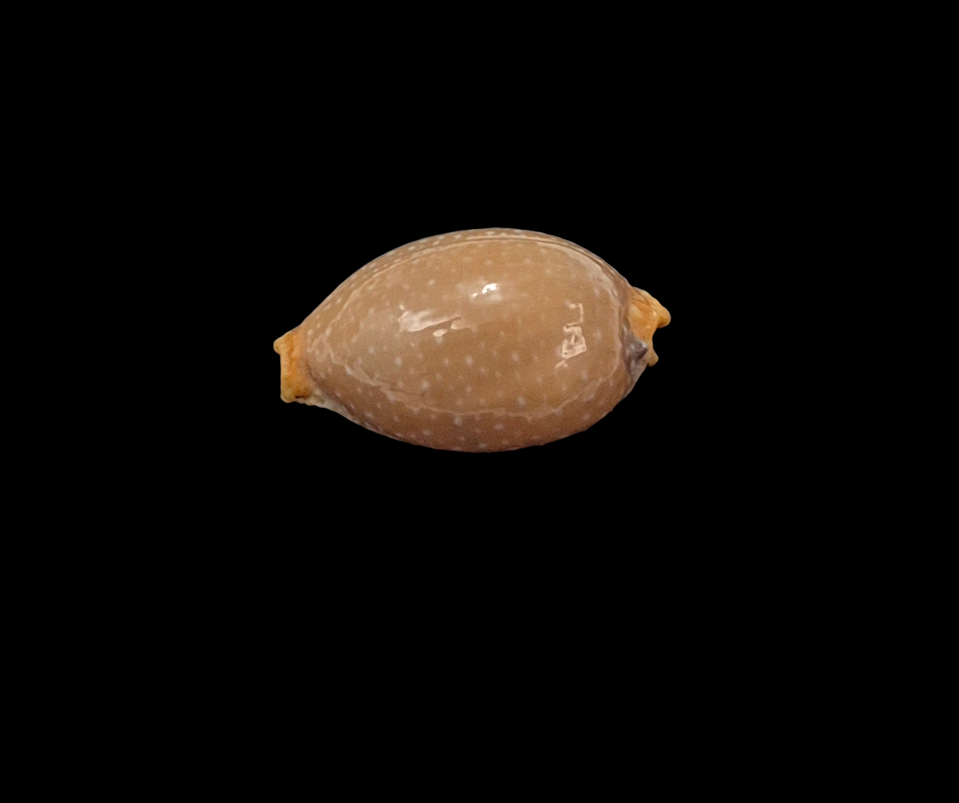 BC102 Staphylaea semiplota - SELECTED - Image 3