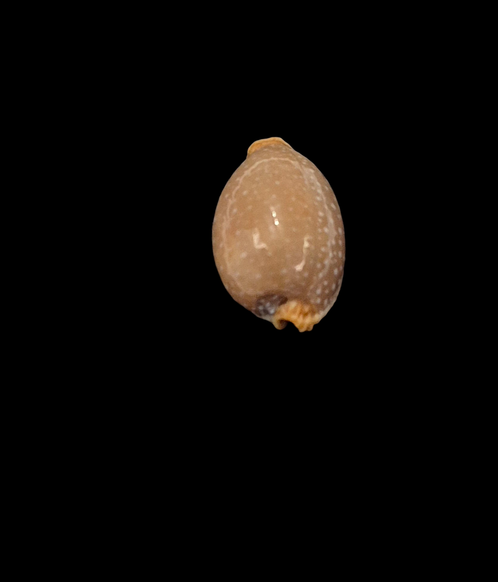 BC102 Staphylaea semiplota - SELECTED - Image 4
