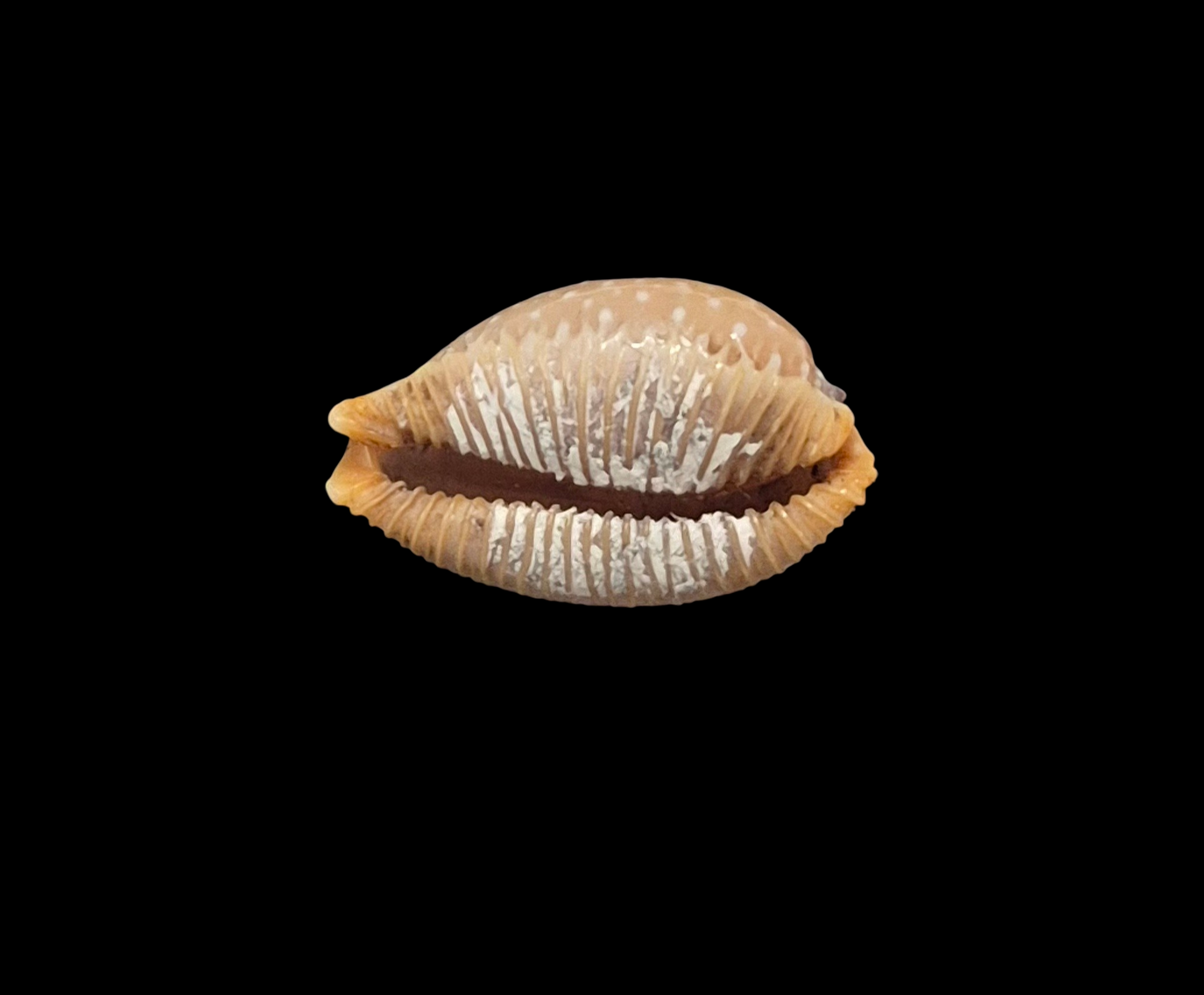 BC102 Staphylaea semiplota - SELECTED - Image 5