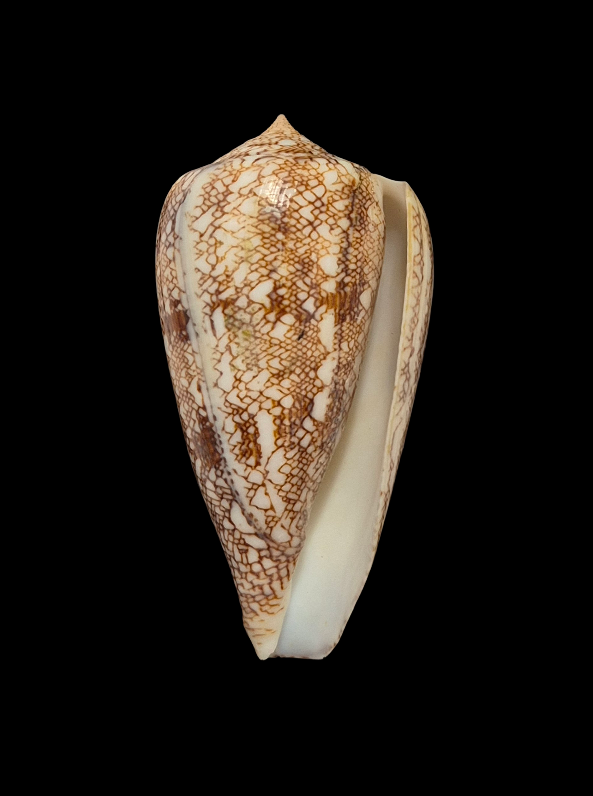 BC182 Conus abbas f. johnabbasi - XL SIZE - Image 2