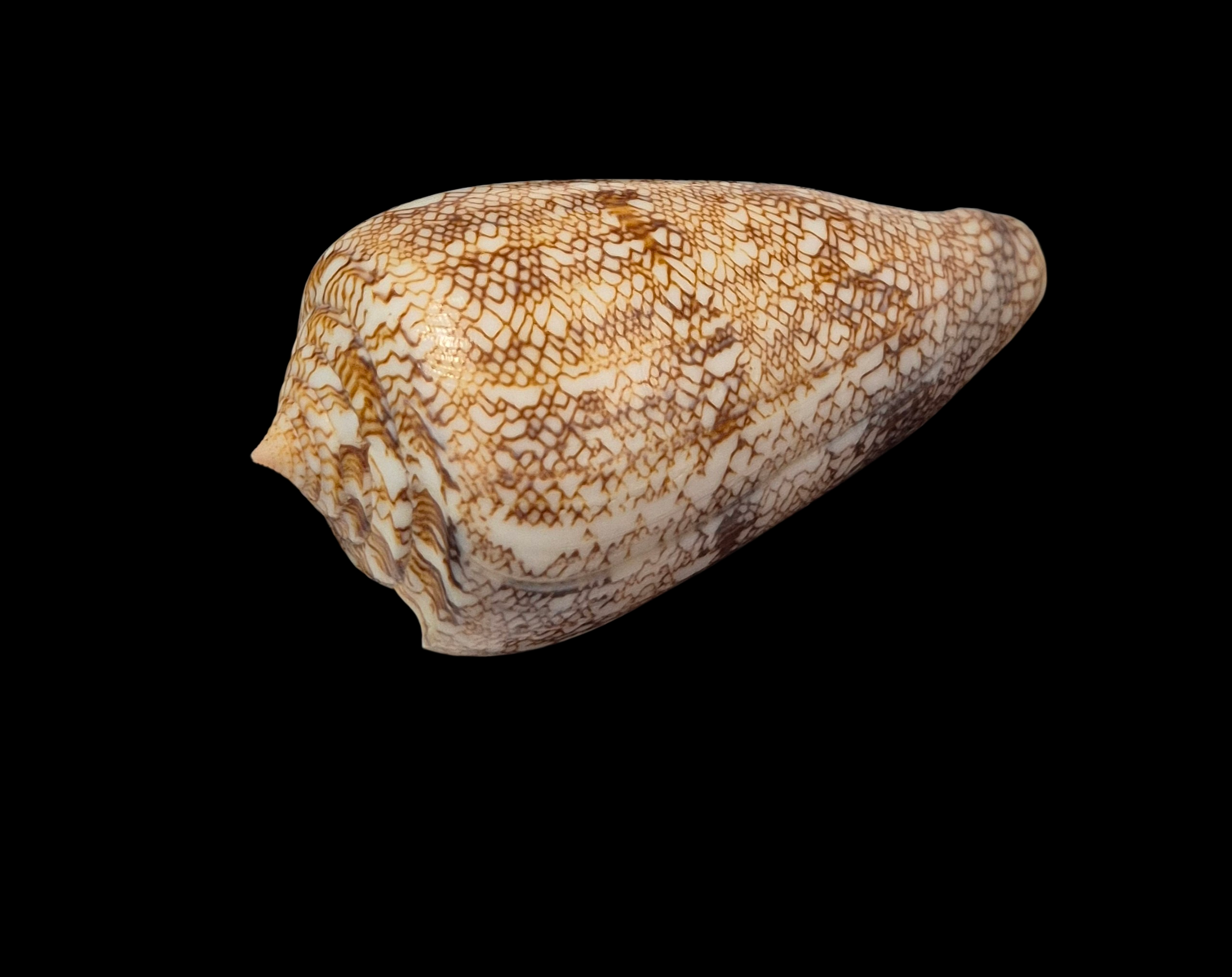 BC182 Conus abbas f. johnabbasi - XL SIZE - Image 3