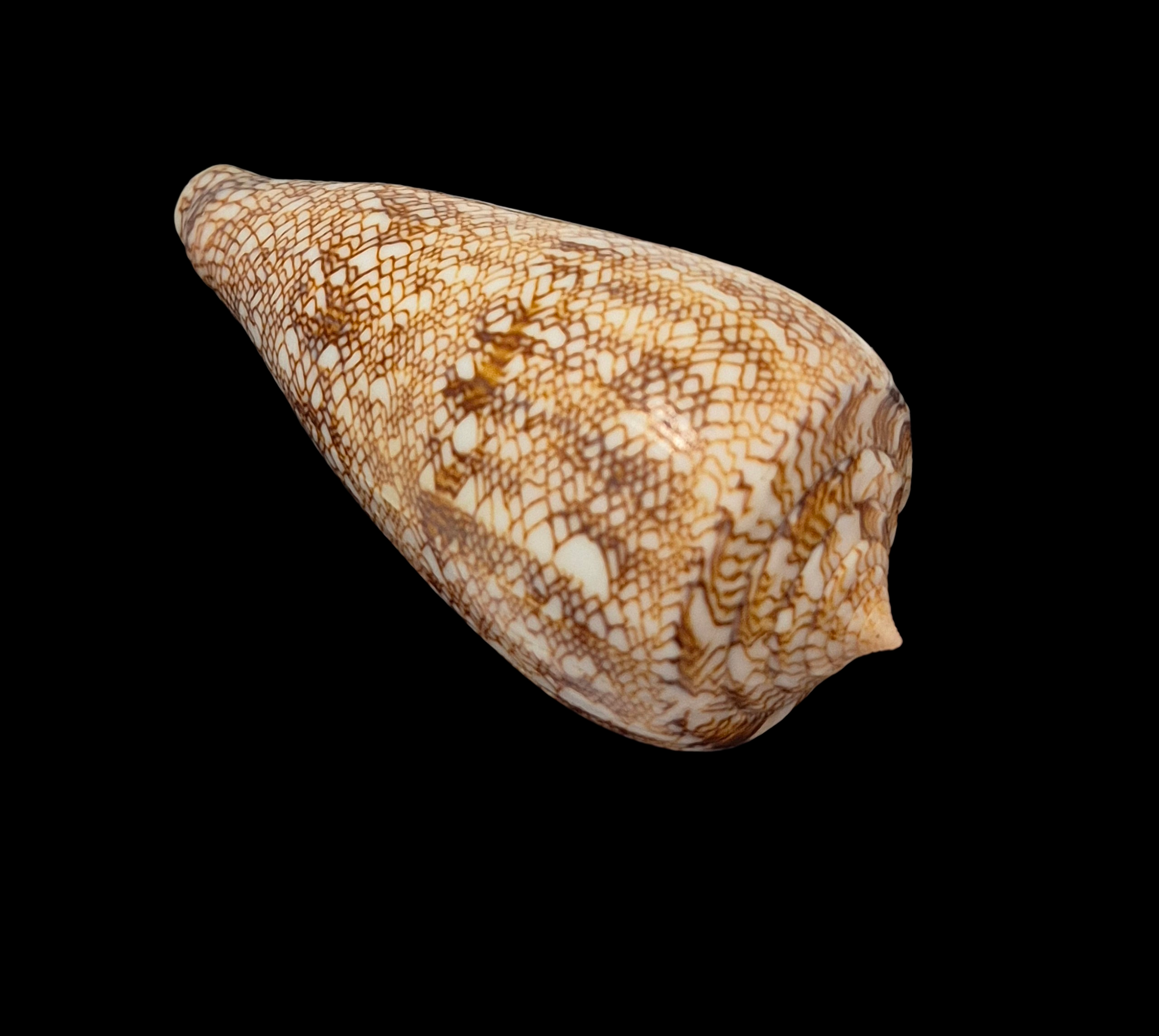 BC182 Conus abbas f. johnabbasi - XL SIZE - Image 4