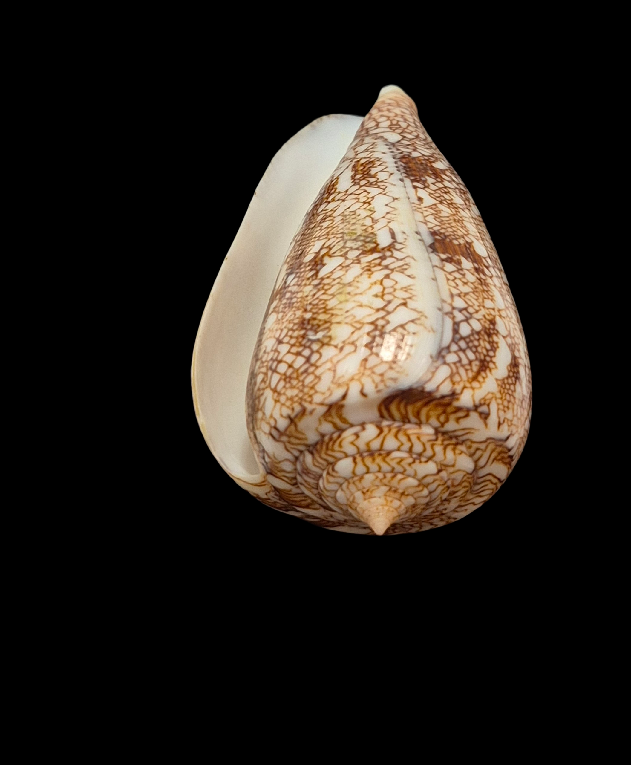 BC182 Conus abbas f. johnabbasi - XL SIZE - Image 5