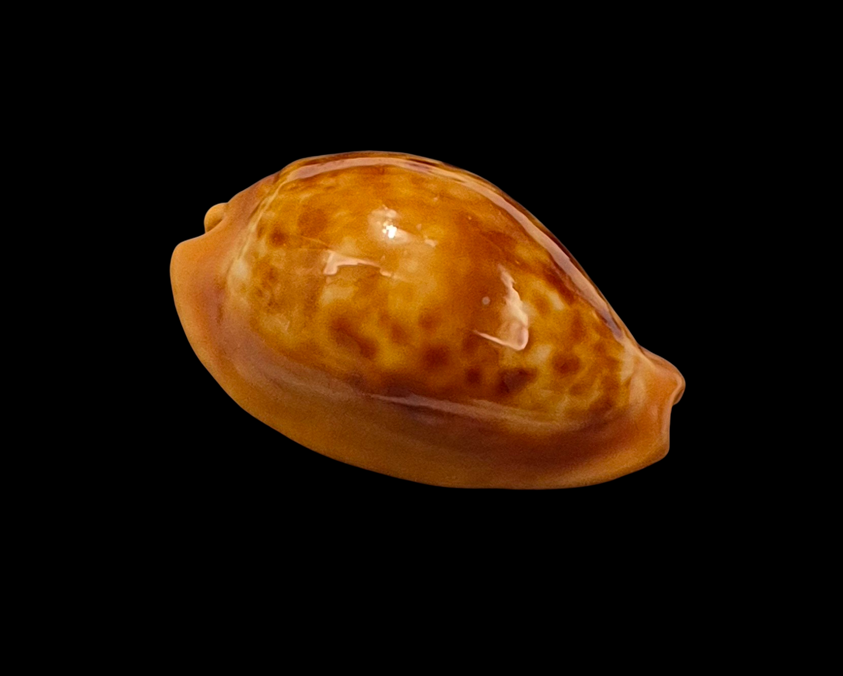 BC139 Propustularia surinamensis - XL SIZE - Image 2
