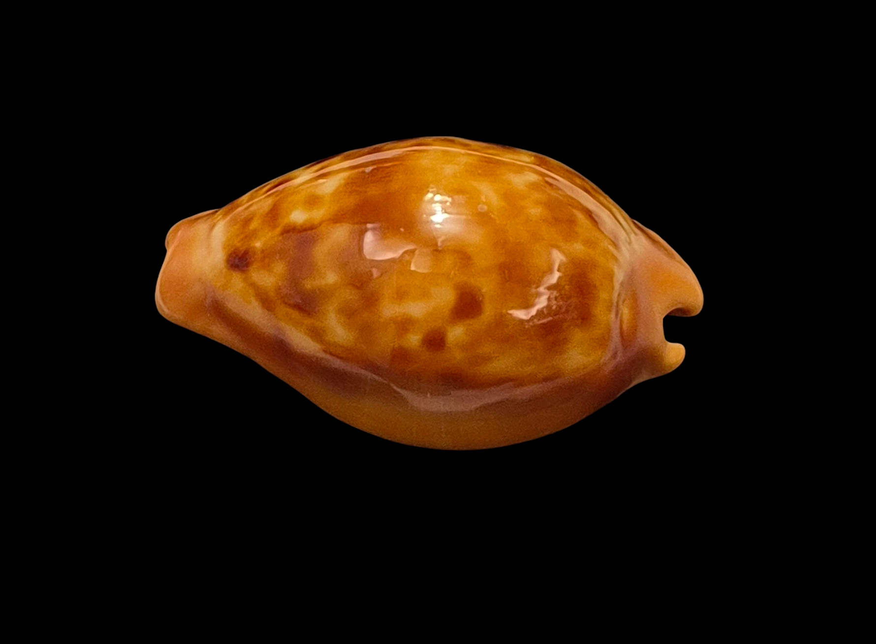 BC139 Propustularia surinamensis - XL SIZE - Image 3