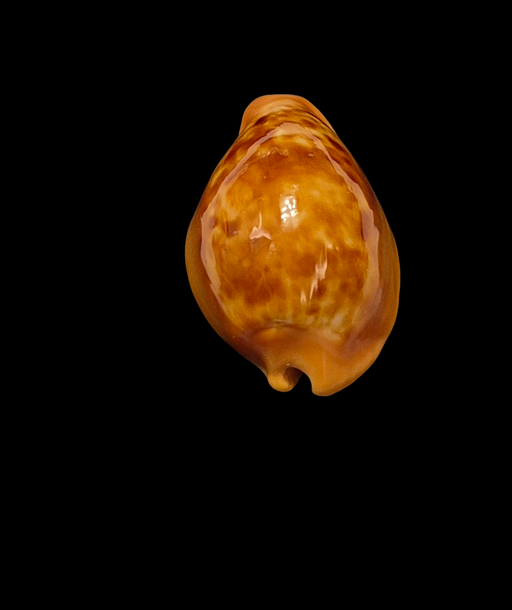 BC139 Propustularia surinamensis - XL SIZE - Image 4