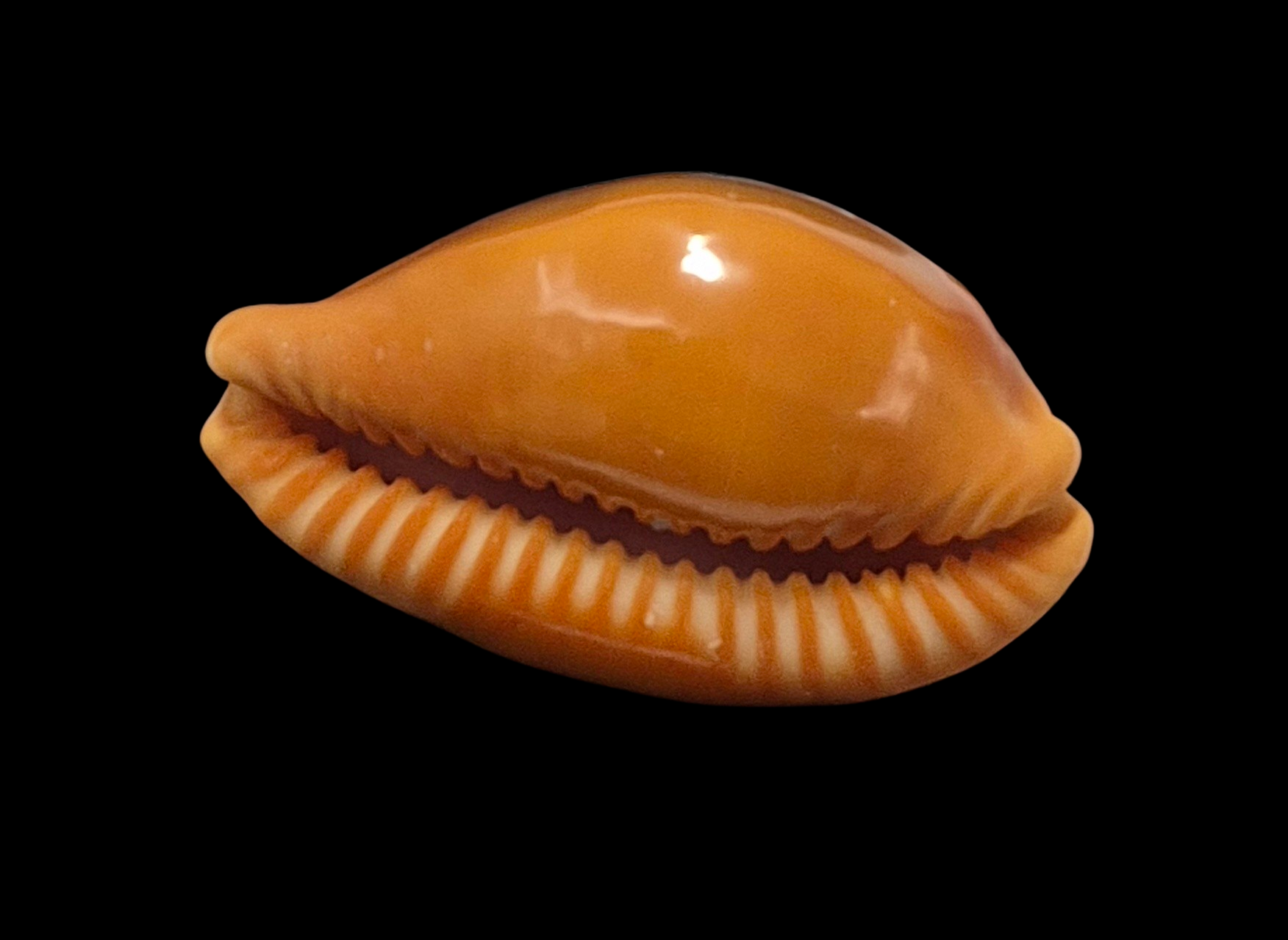 BC139 Propustularia surinamensis - XL SIZE - Image 5