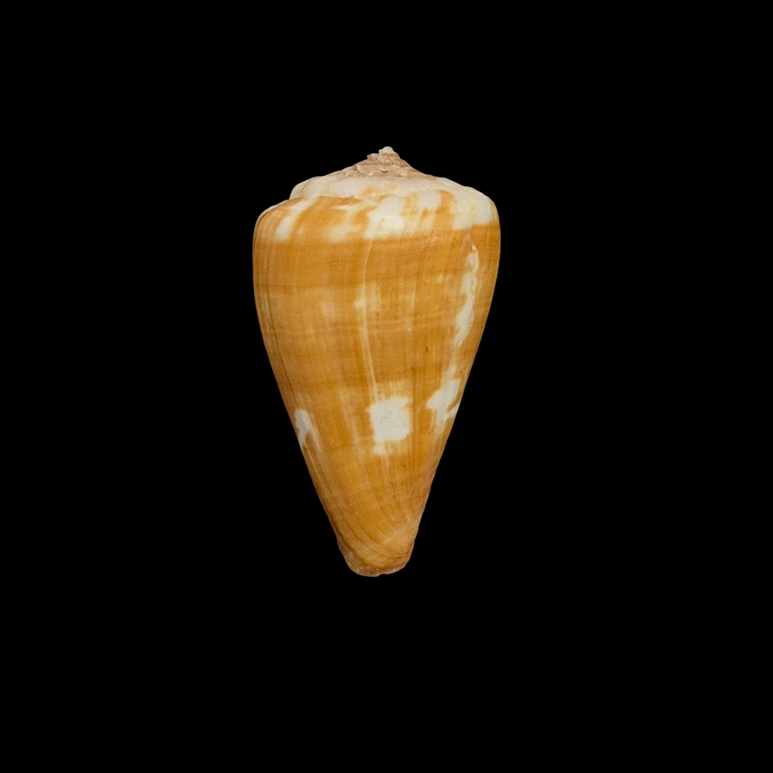 BC345 Conus wandae