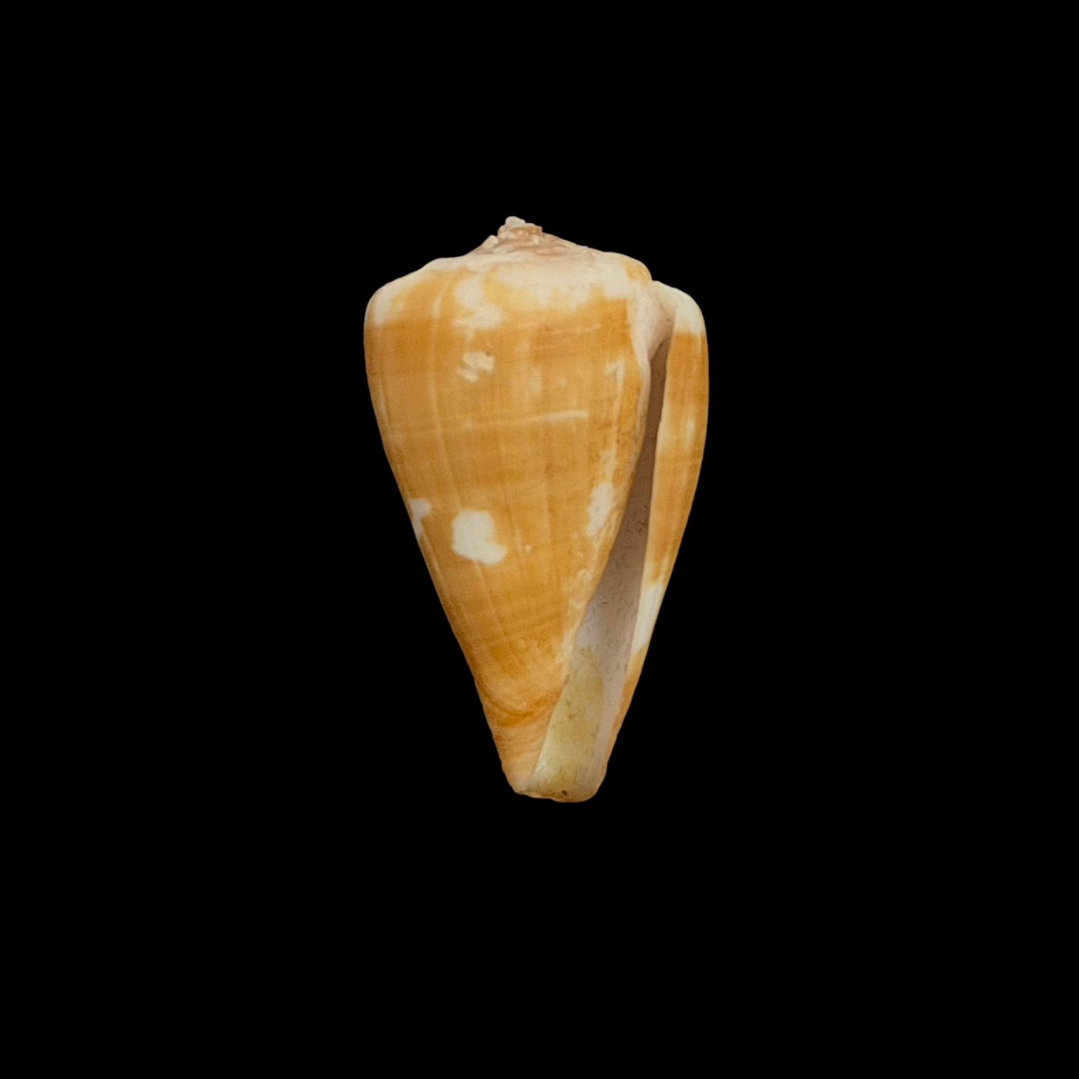 BC345 Conus wandae - Image 2