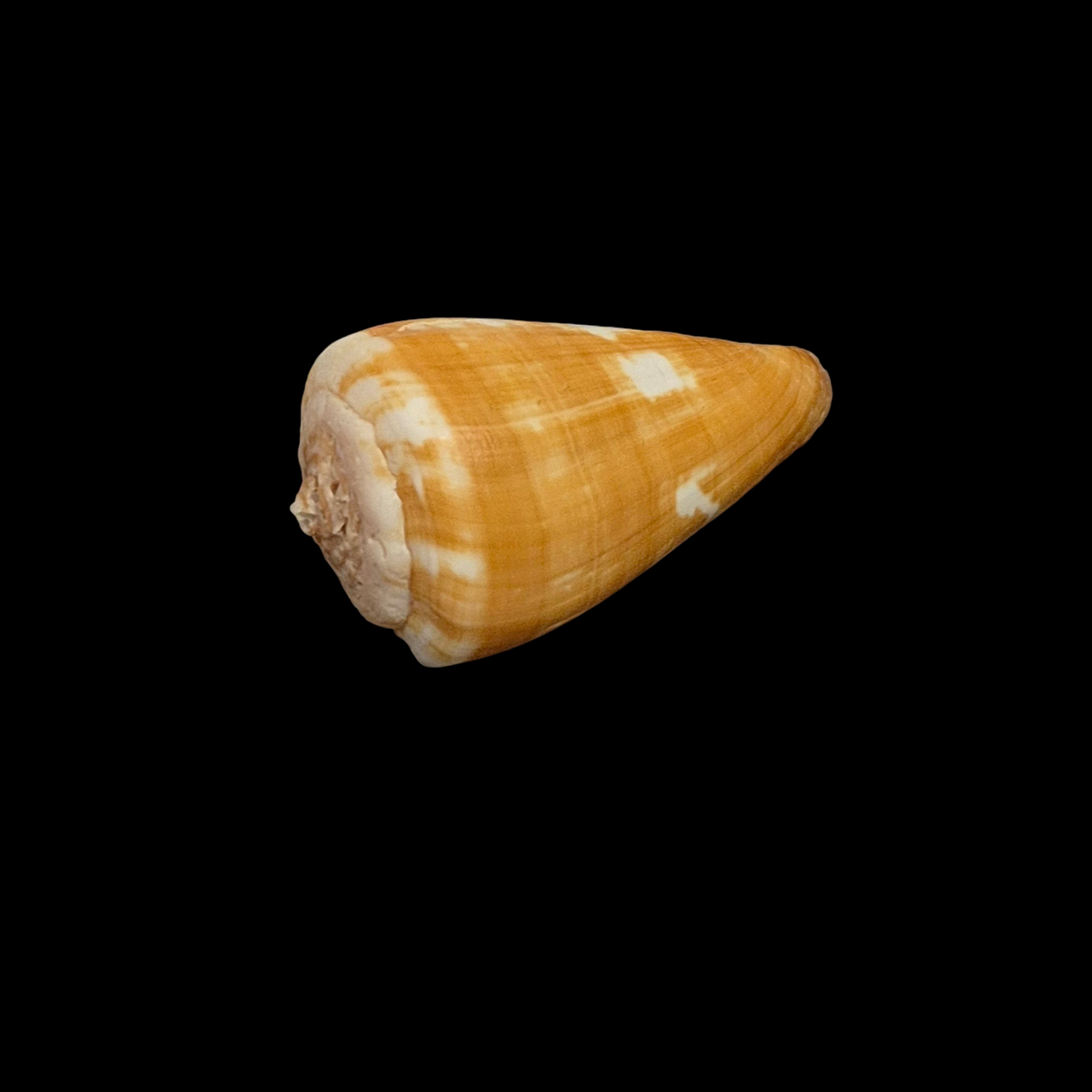 BC345 Conus wandae - Image 3