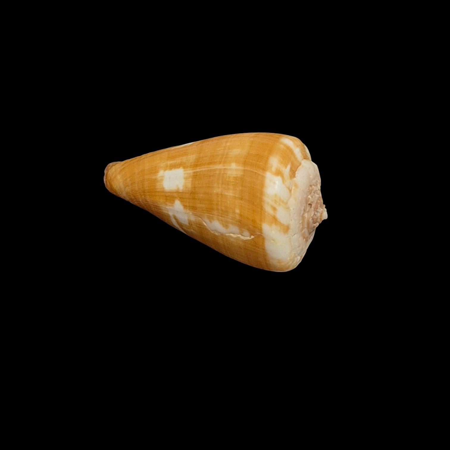 BC345 Conus wandae - Image 4
