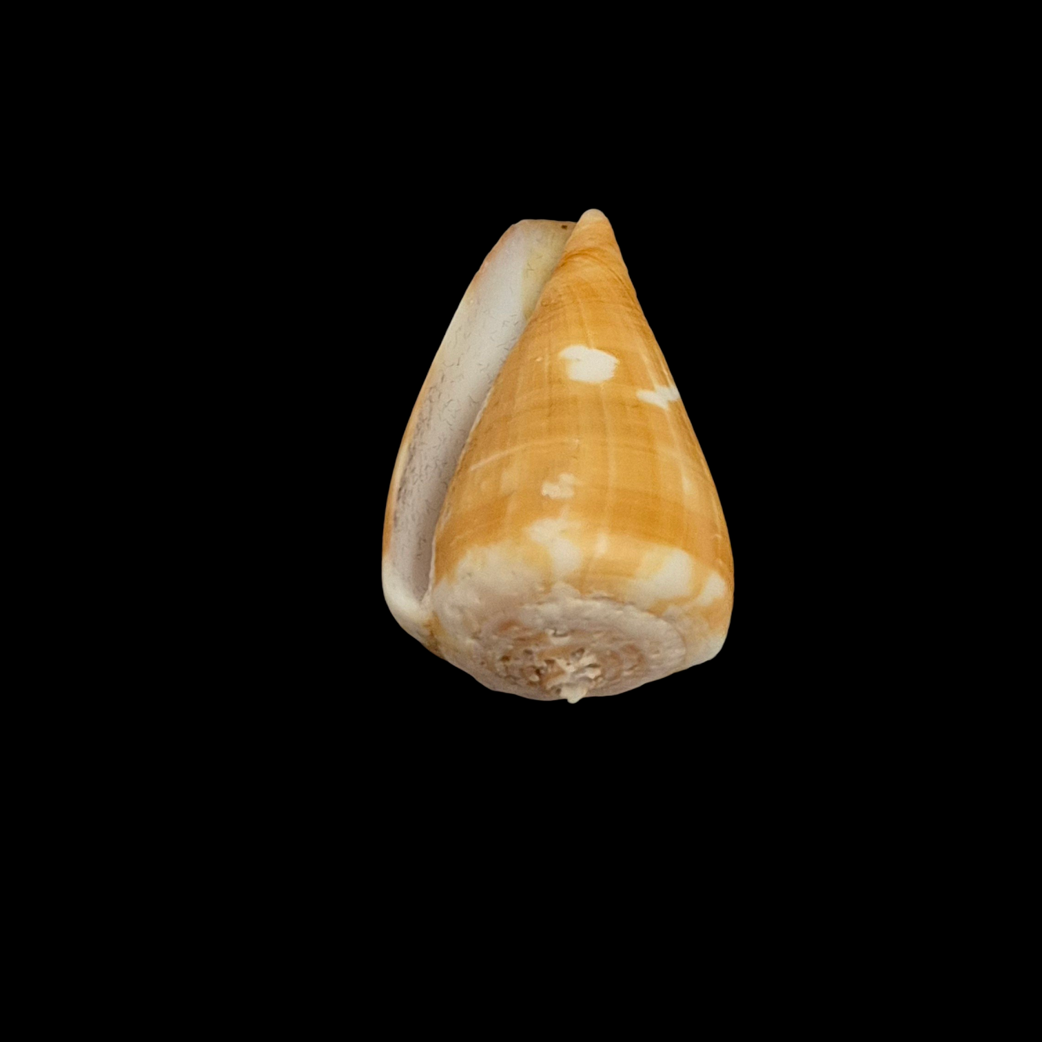 BC345 Conus wandae - Image 5