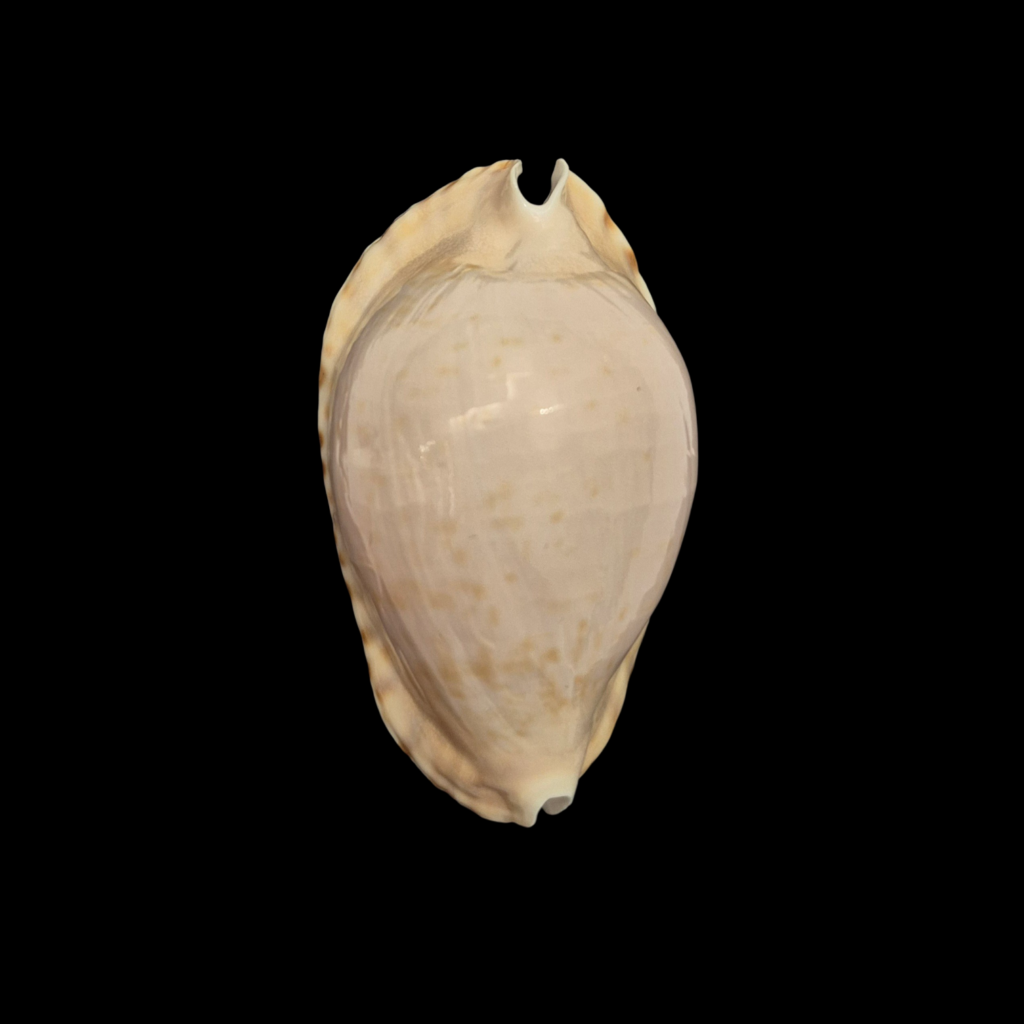 BC348 Zoila marginata cfr. consueta