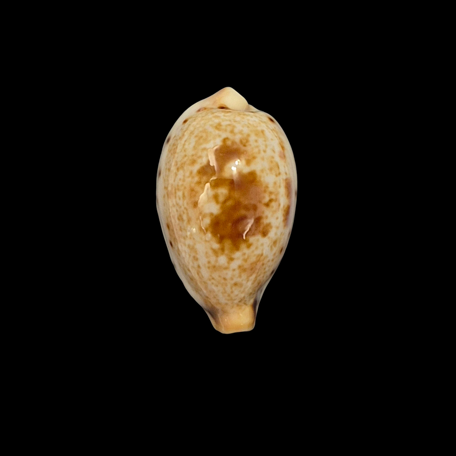 BC344 Ficadusta pulchella f. aliguayensis