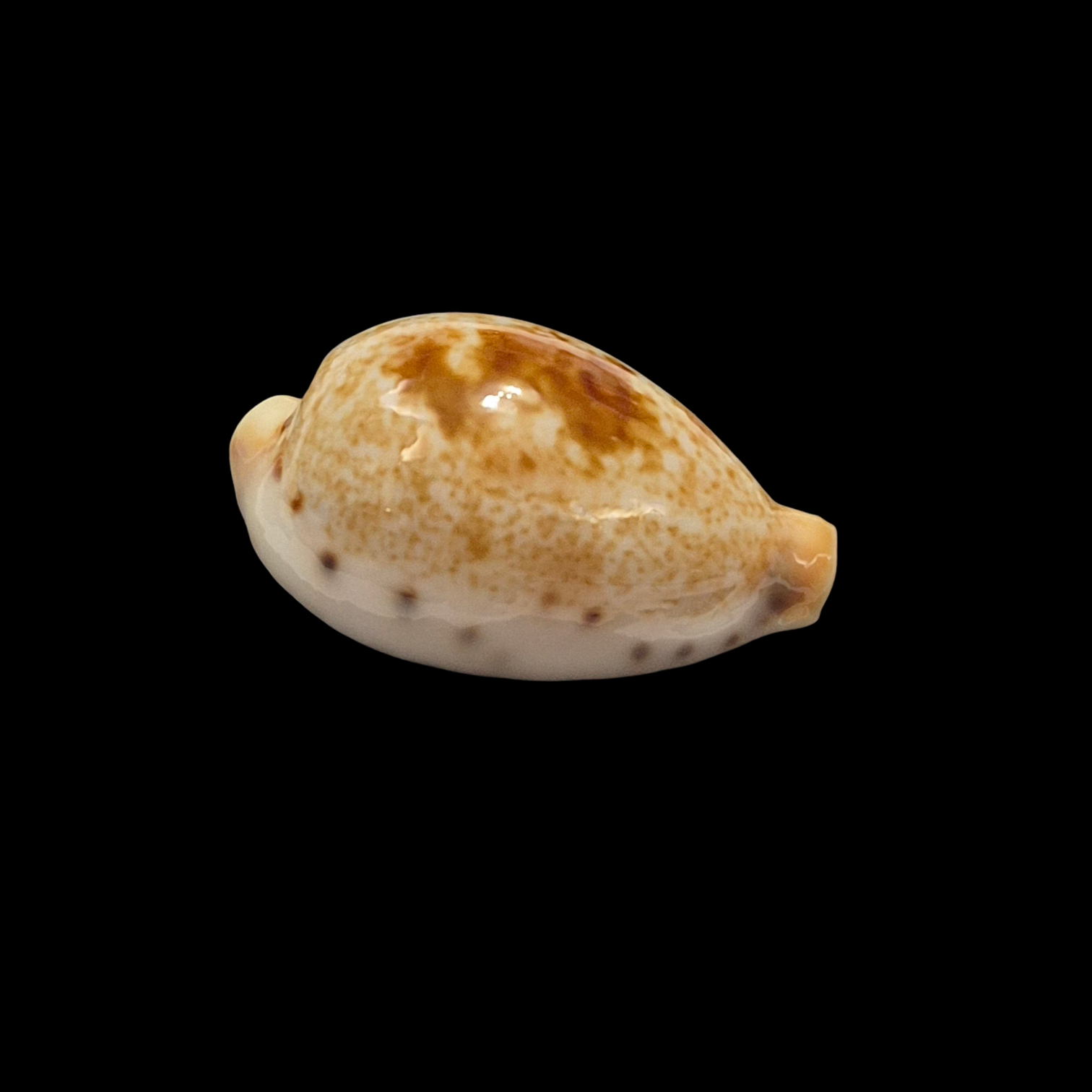 BC344 Ficadusta pulchella f. aliguayensis - Image 2
