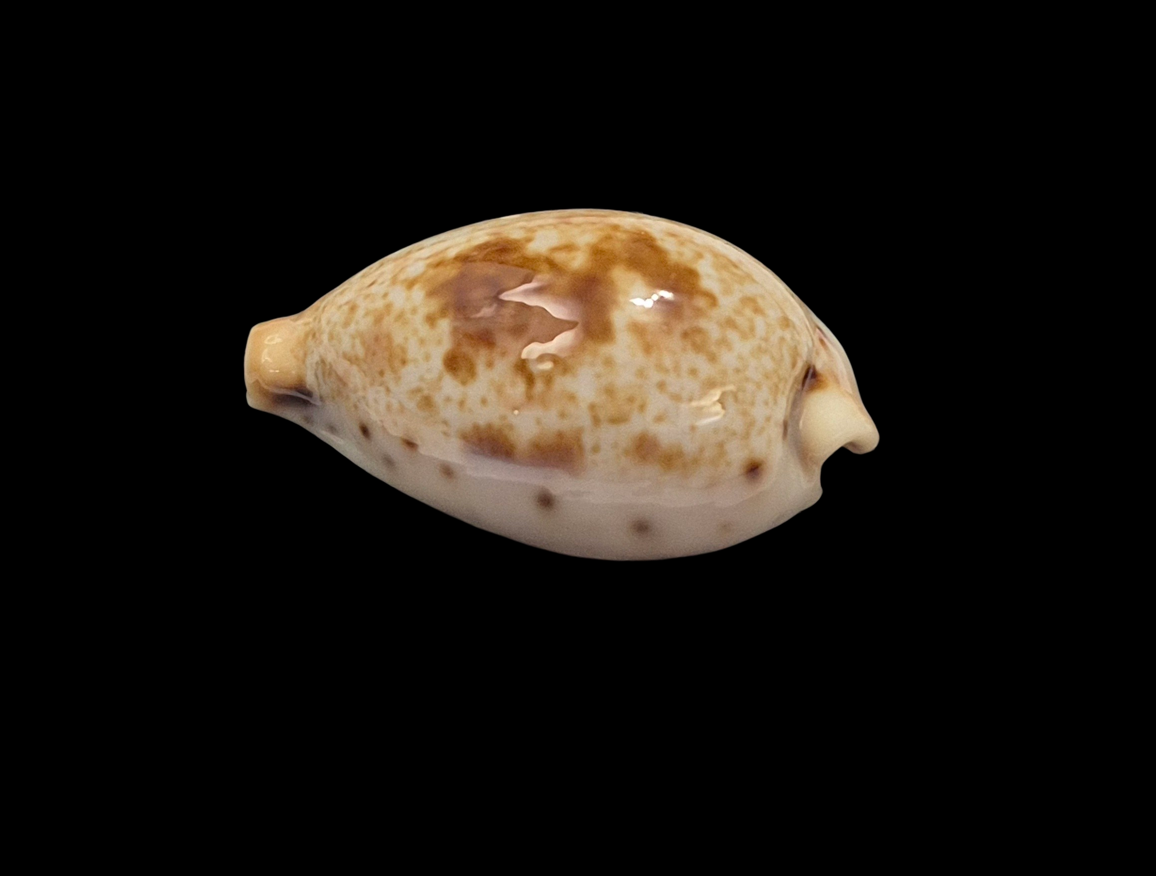 BC344 Ficadusta pulchella f. aliguayensis - Image 3