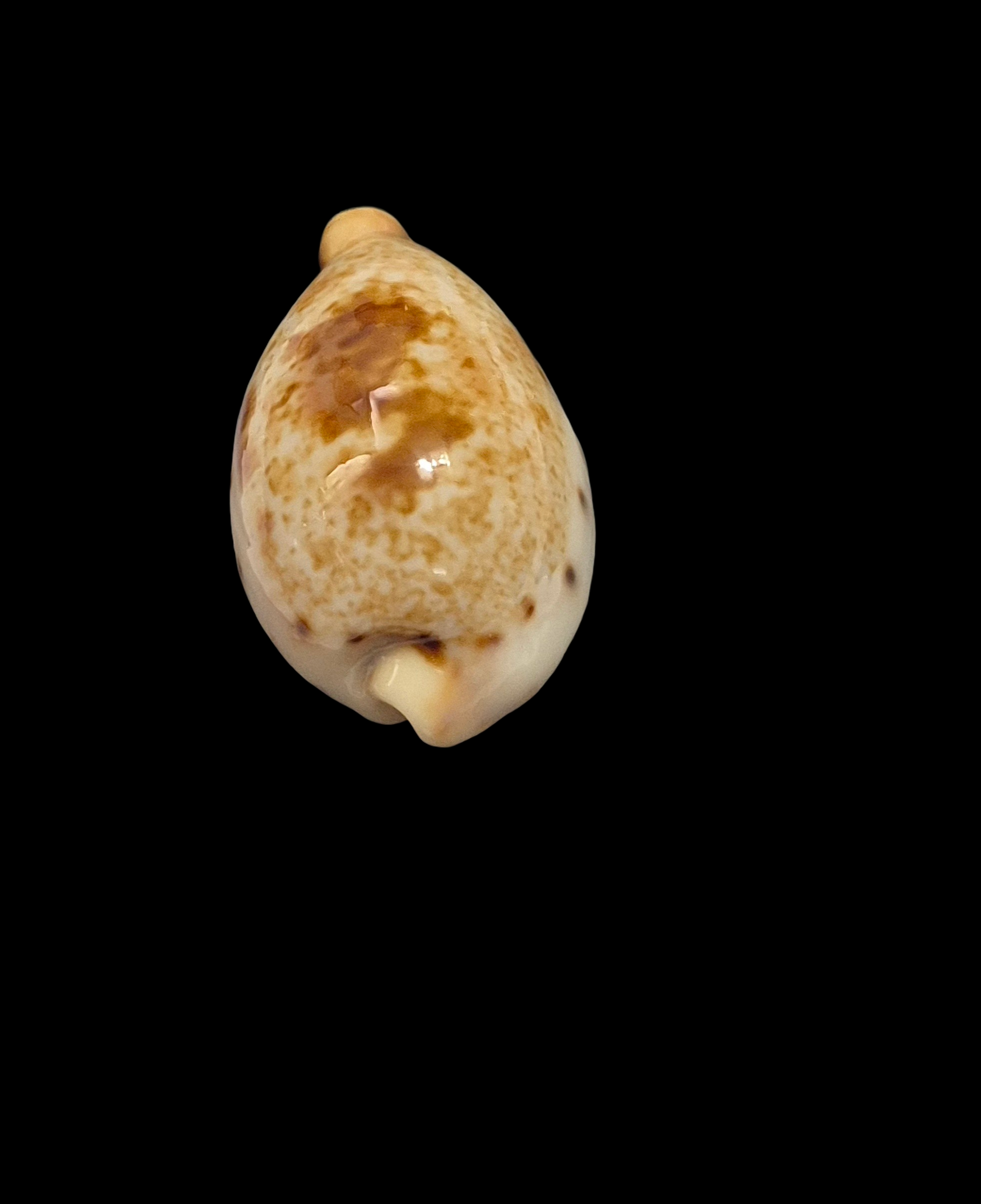 BC344 Ficadusta pulchella f. aliguayensis - Image 4