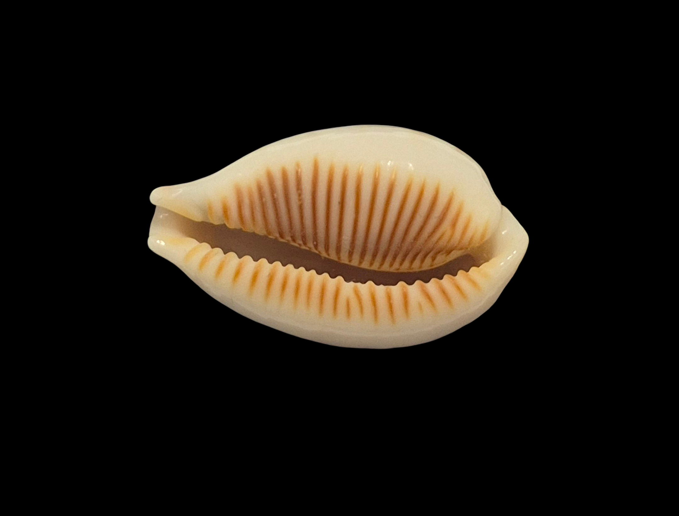 BC344 Ficadusta pulchella f. aliguayensis - Image 5