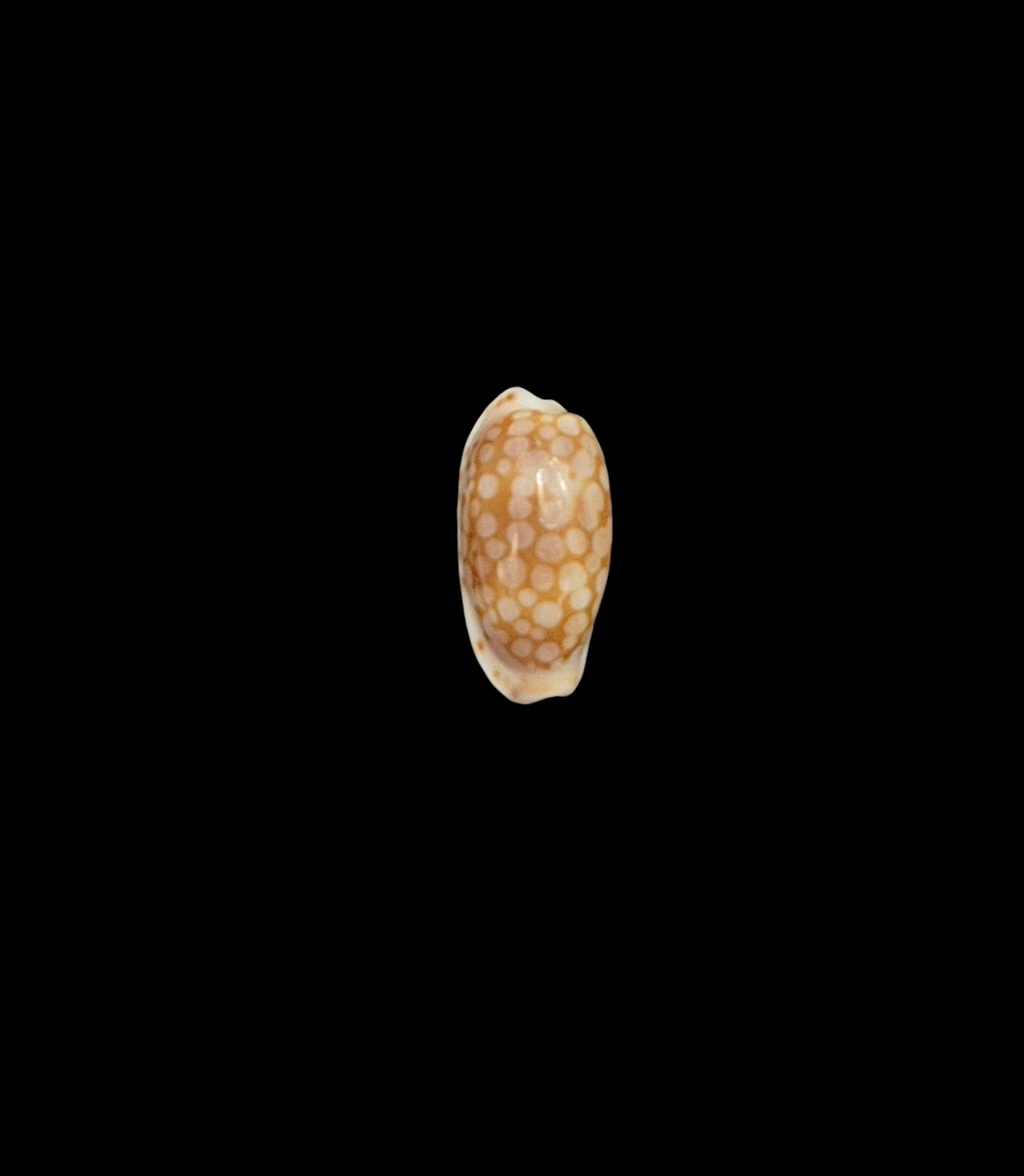 BC347 Cribraria cribellum - Image 2
