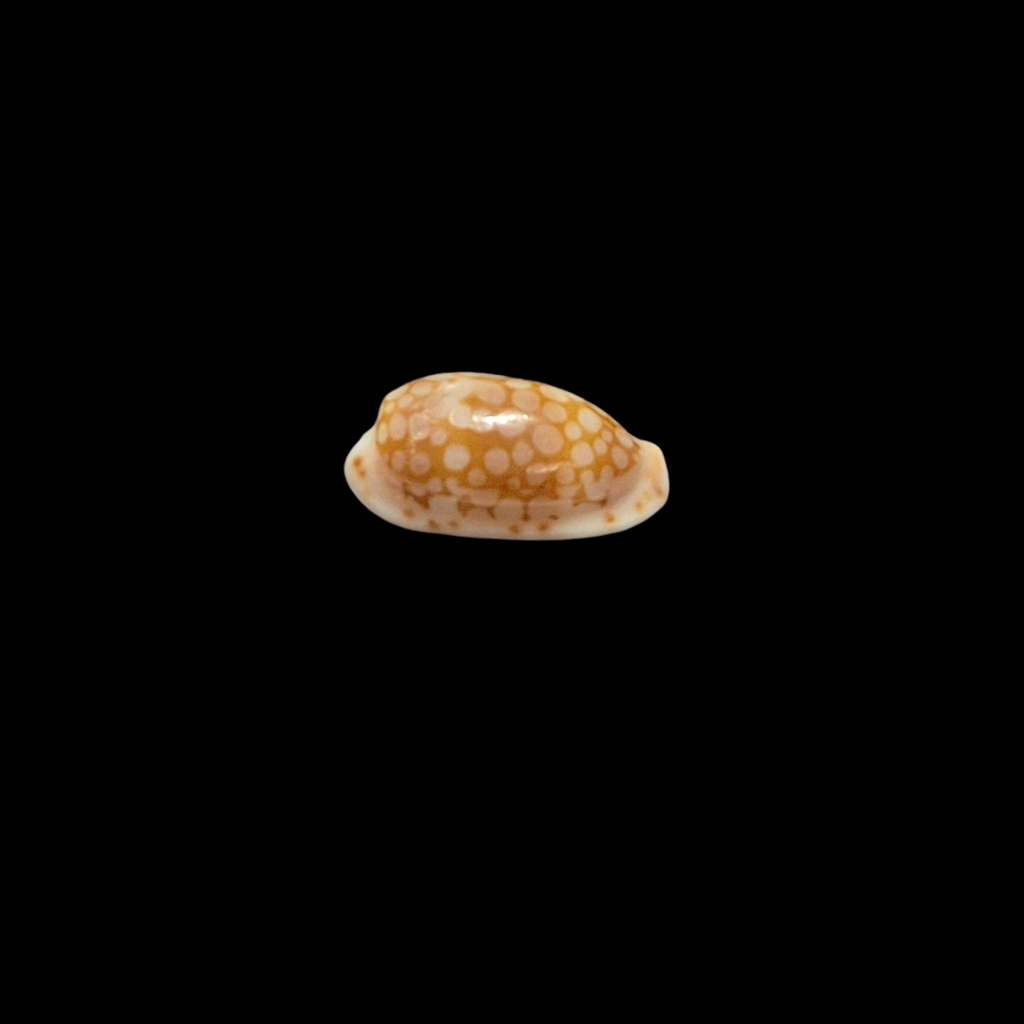 BC347 Cribraria cribellum