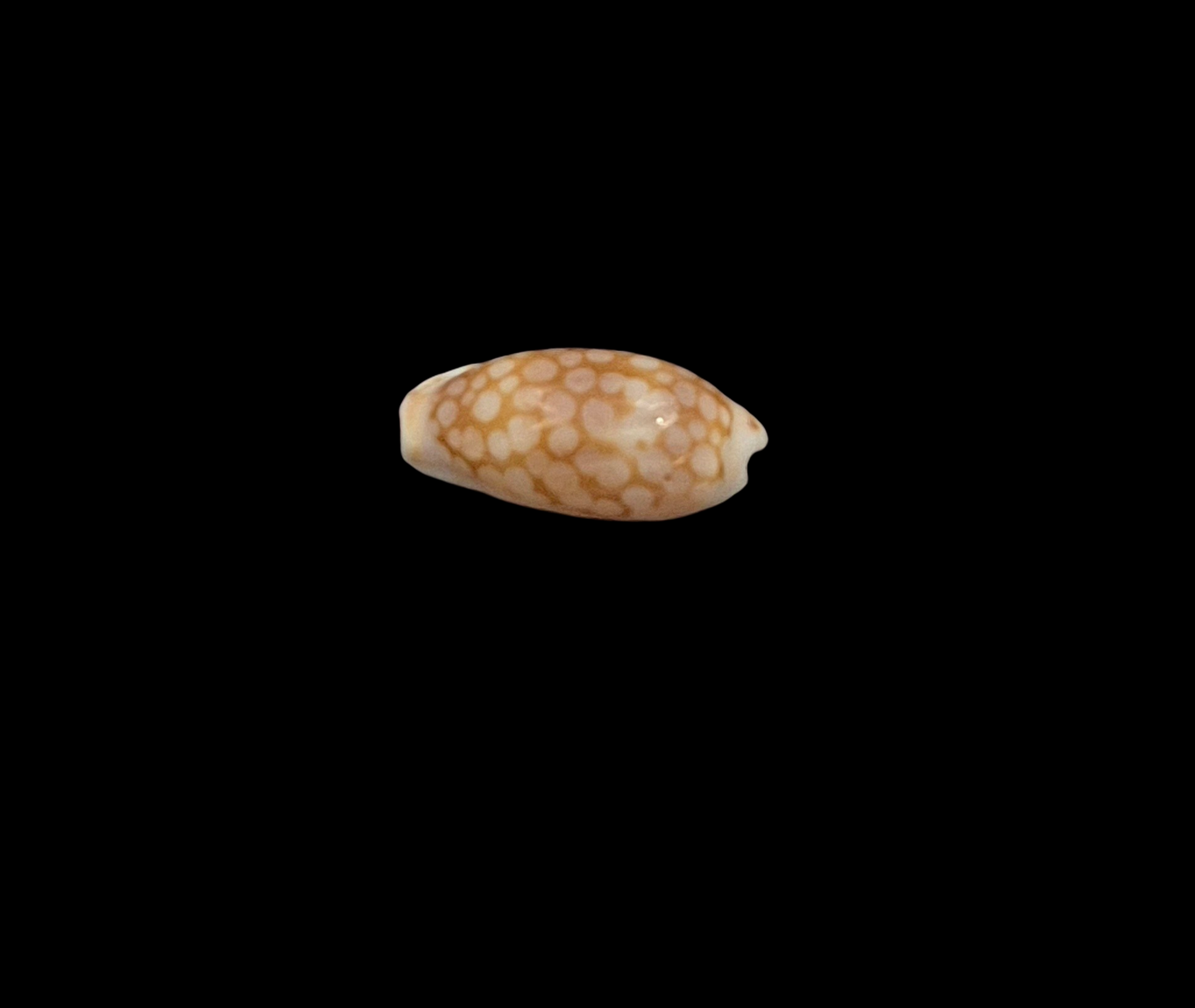 BC347 Cribraria cribellum - Image 3