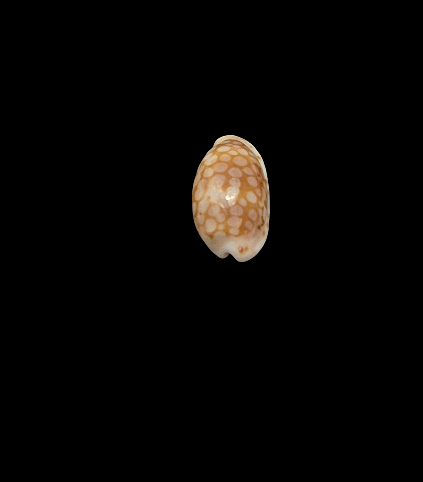 BC347 Cribraria cribellum - Image 4