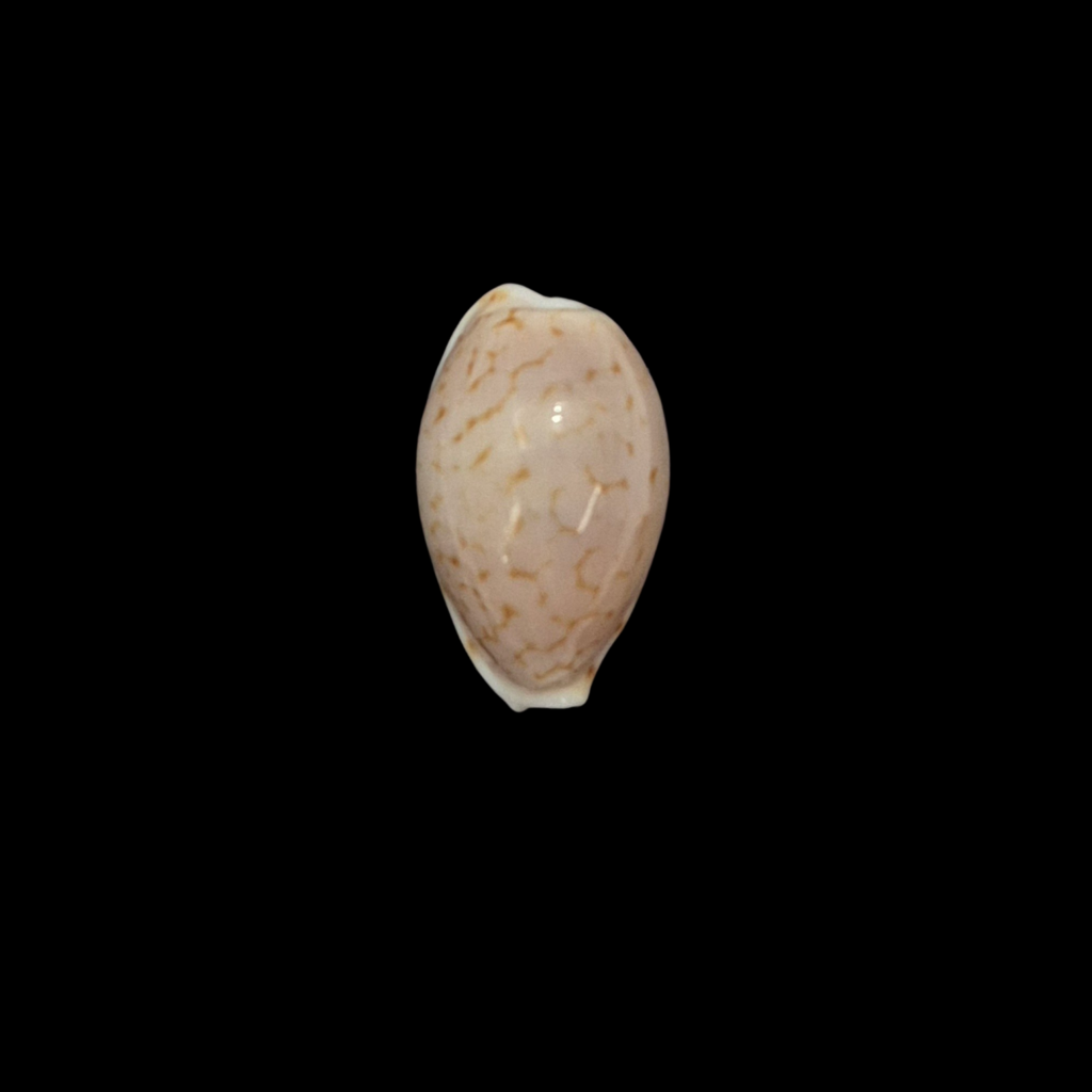 BC198 Cribrarula pelliserpentis - LIVE COLLECTED