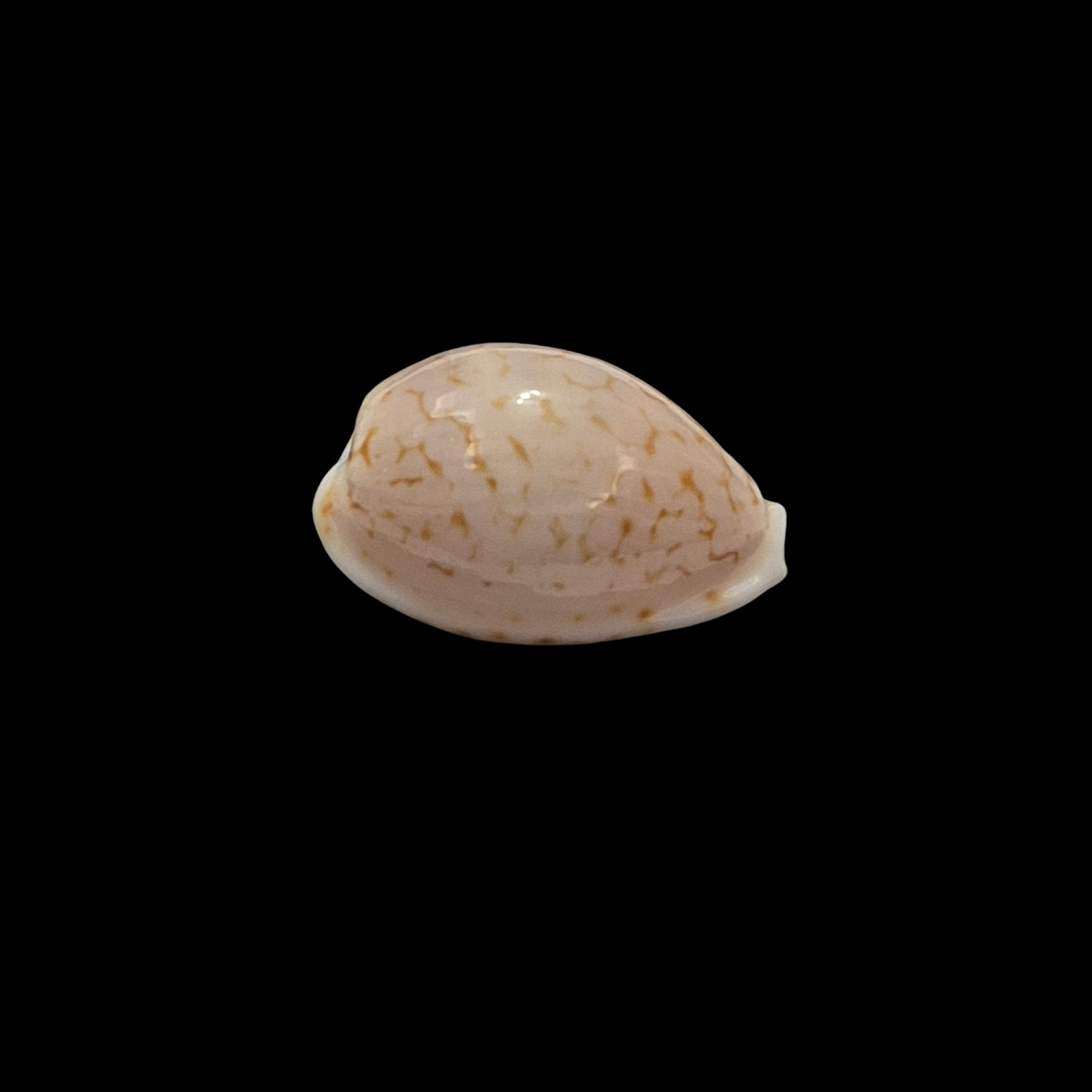 BC198 Cribrarula pelliserpentis - LIVE COLLECTED - Image 2