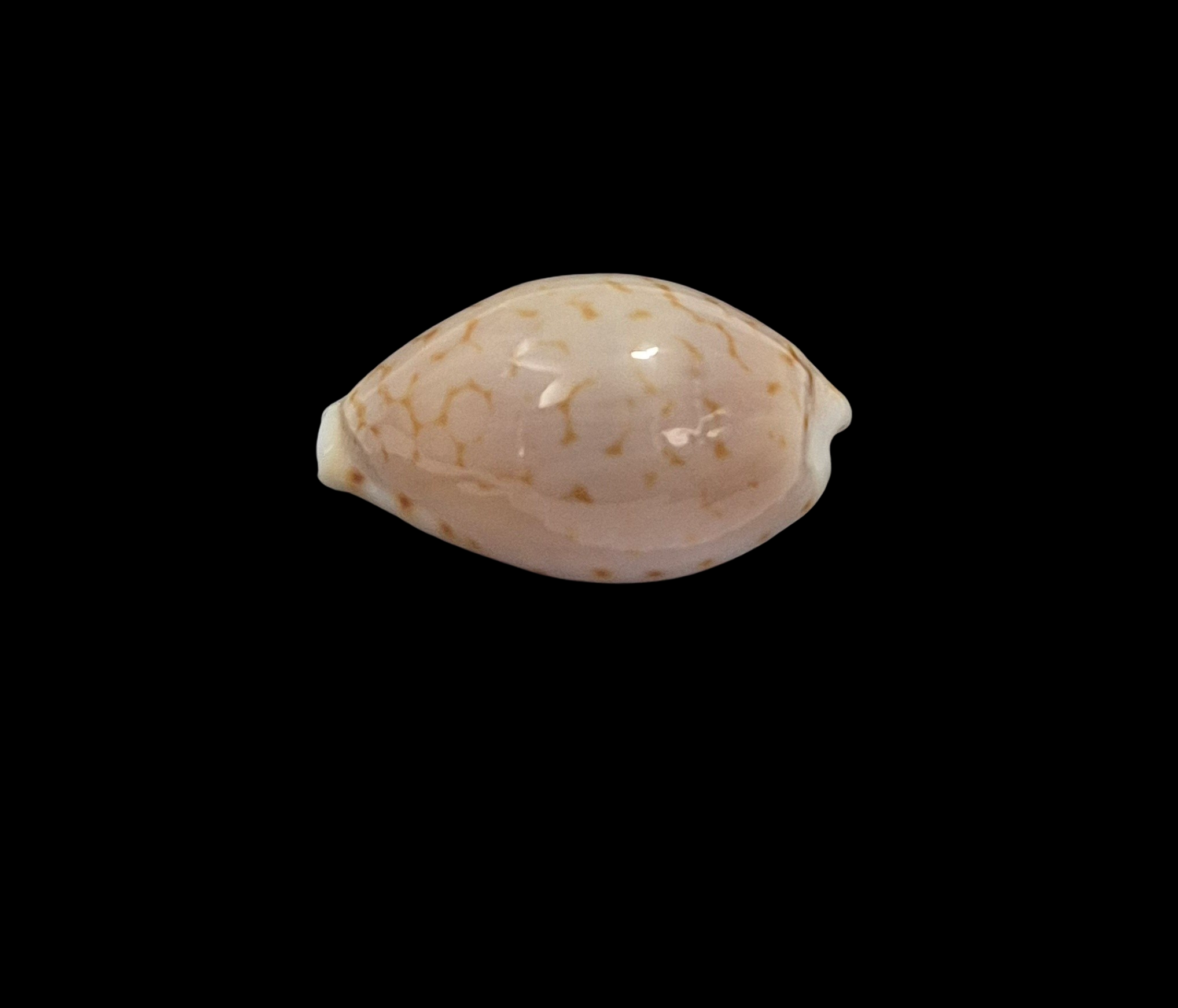 BC198 Cribrarula pelliserpentis - LIVE COLLECTED - Image 3