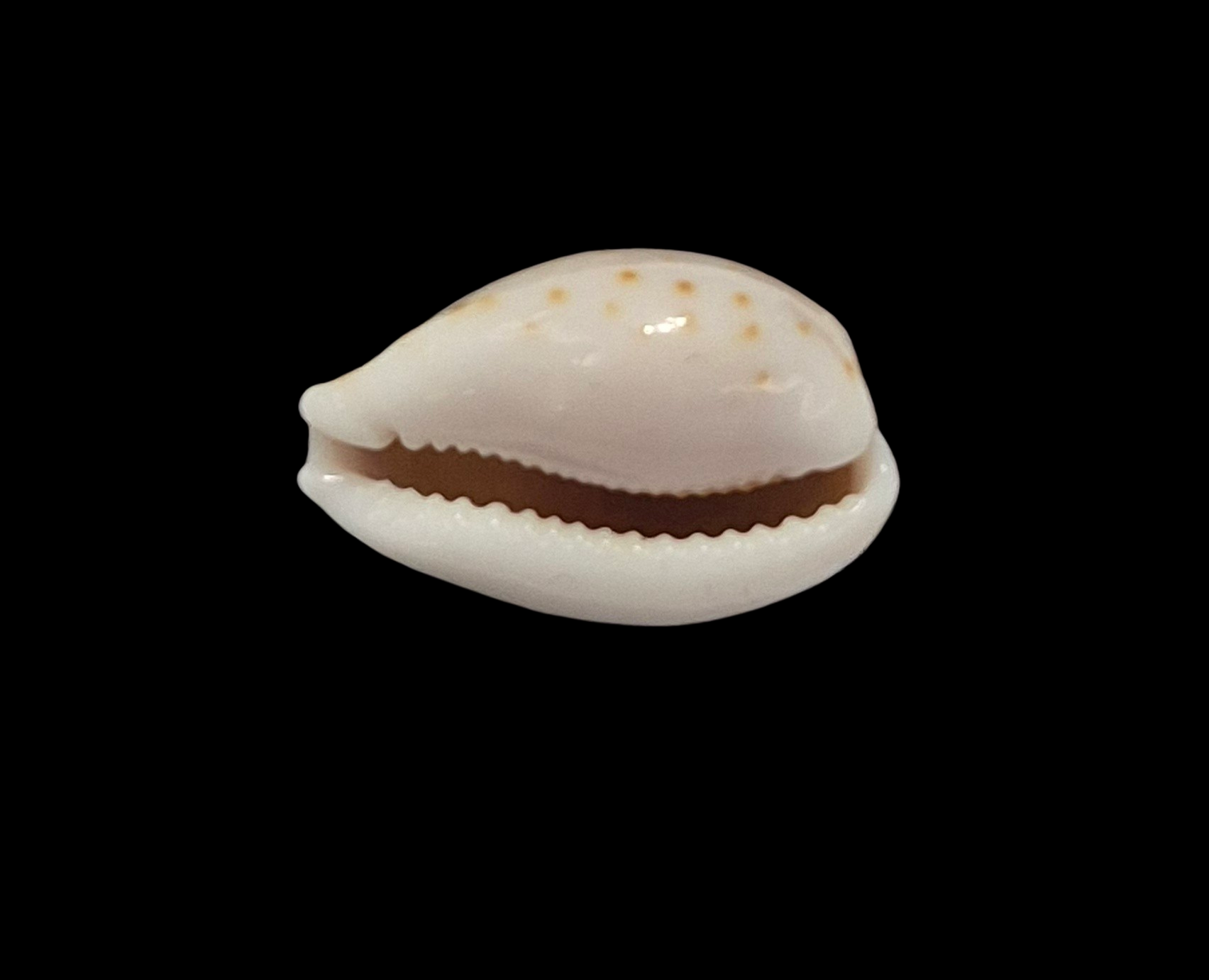 BC198 Cribrarula pelliserpentis - LIVE COLLECTED - Image 5