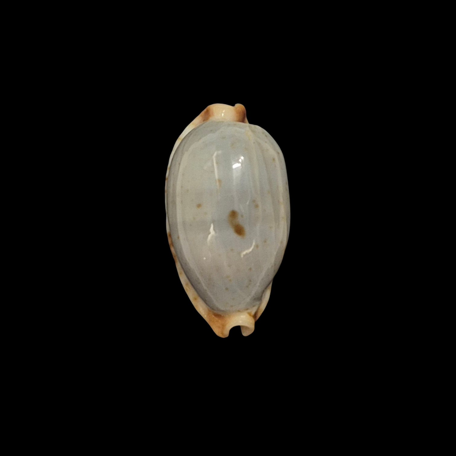 BC375 Bistolida stolida f. salaryensis - Image 2