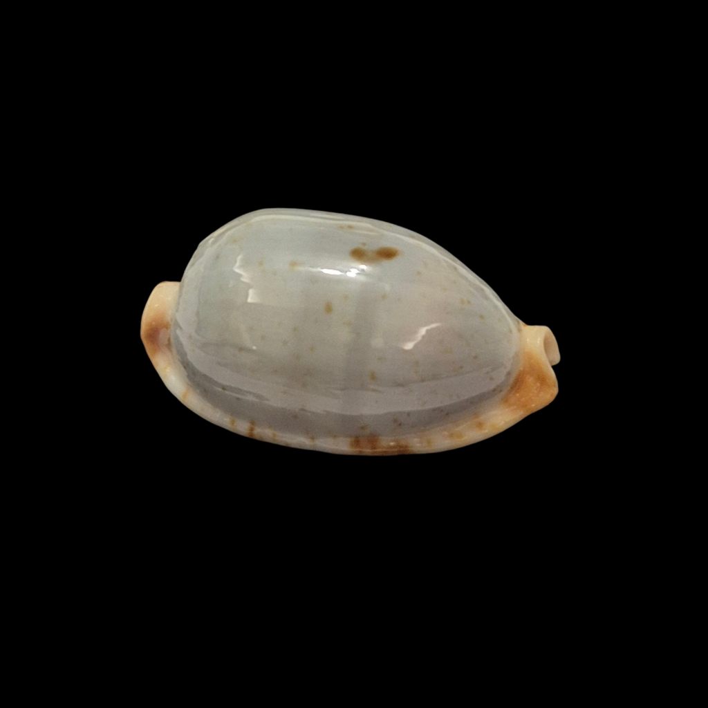 BC375 Bistolida stolida f. salaryensis