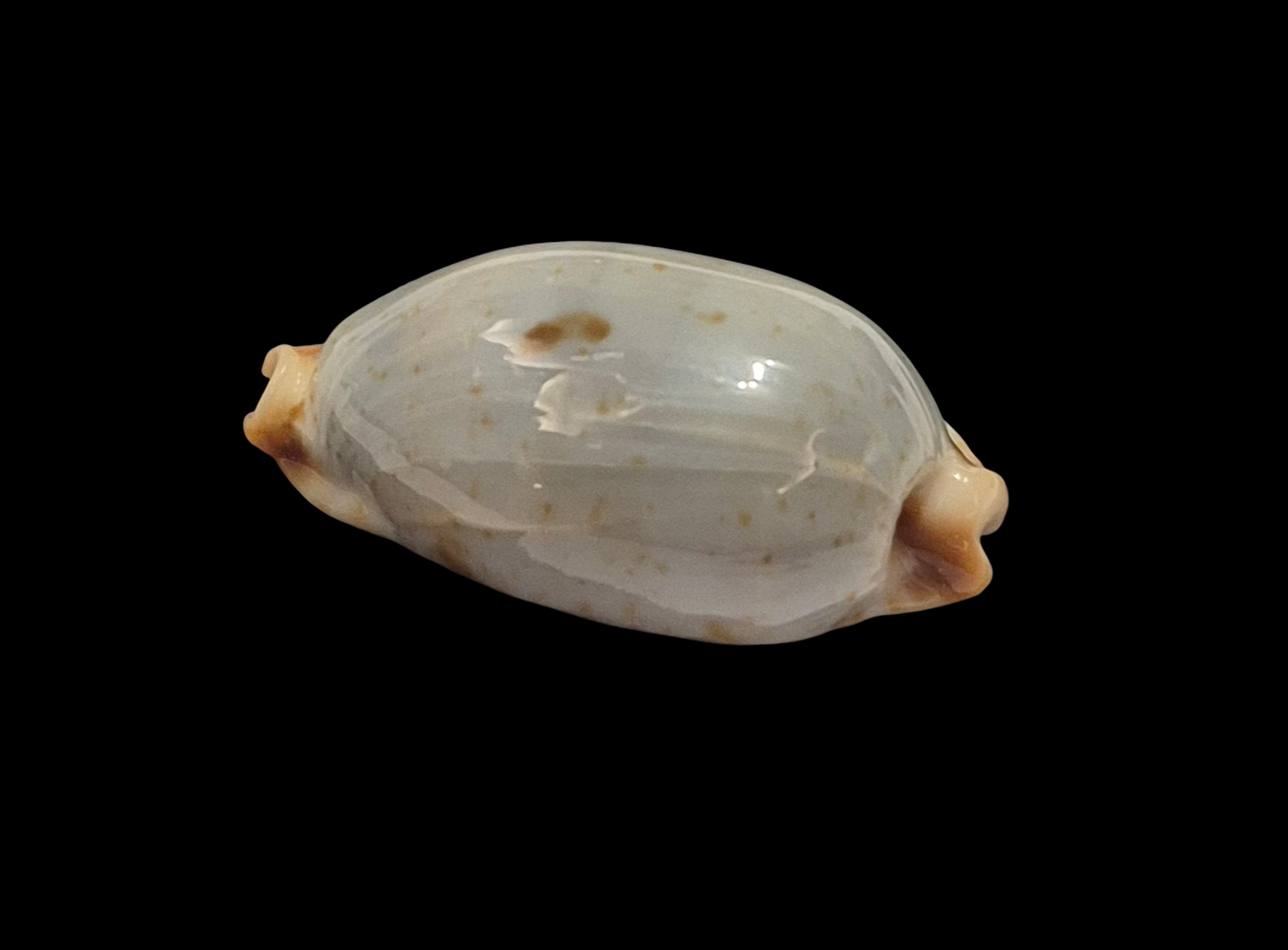 BC375 Bistolida stolida f. salaryensis - Image 3