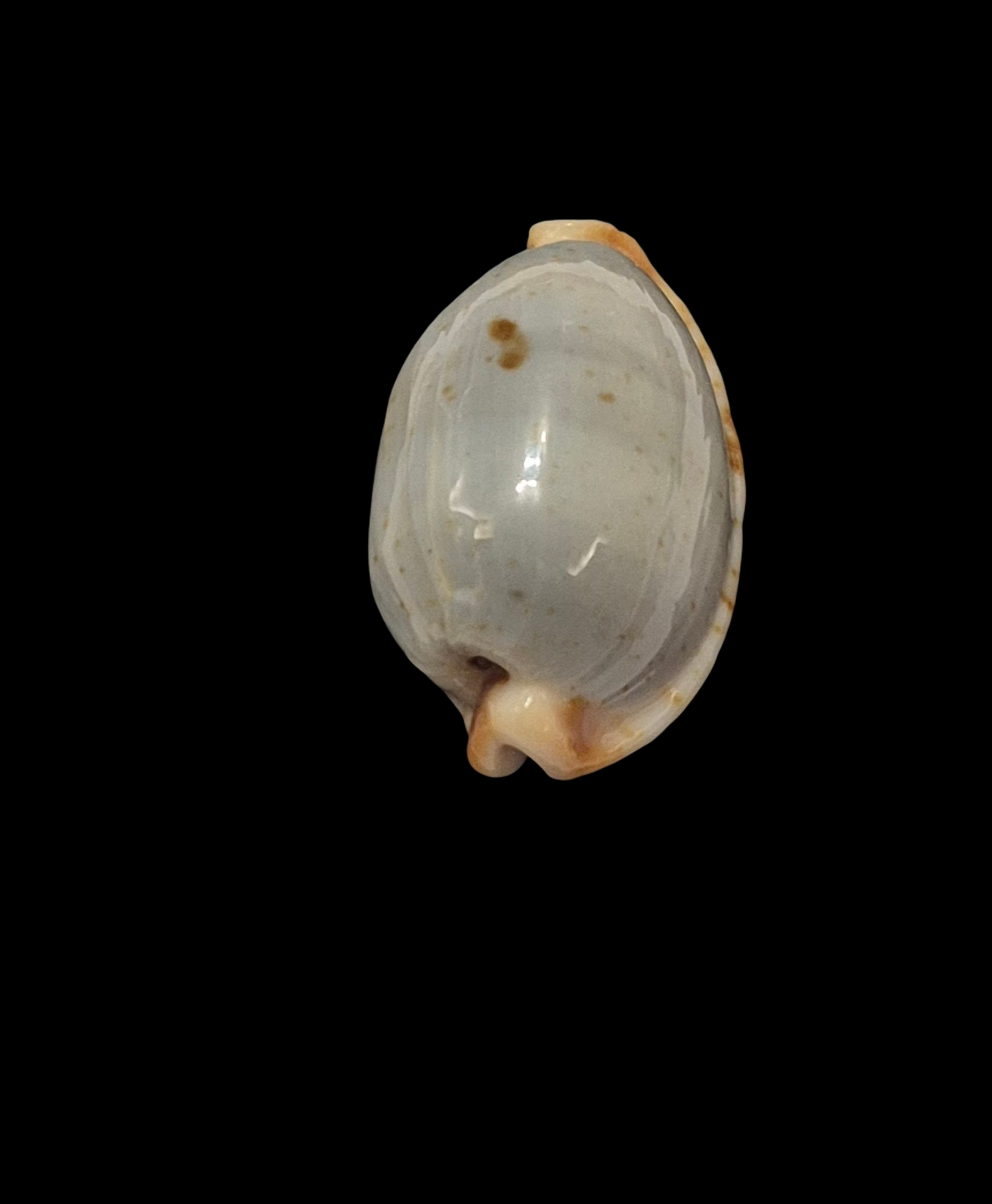 BC375 Bistolida stolida f. salaryensis - Image 4