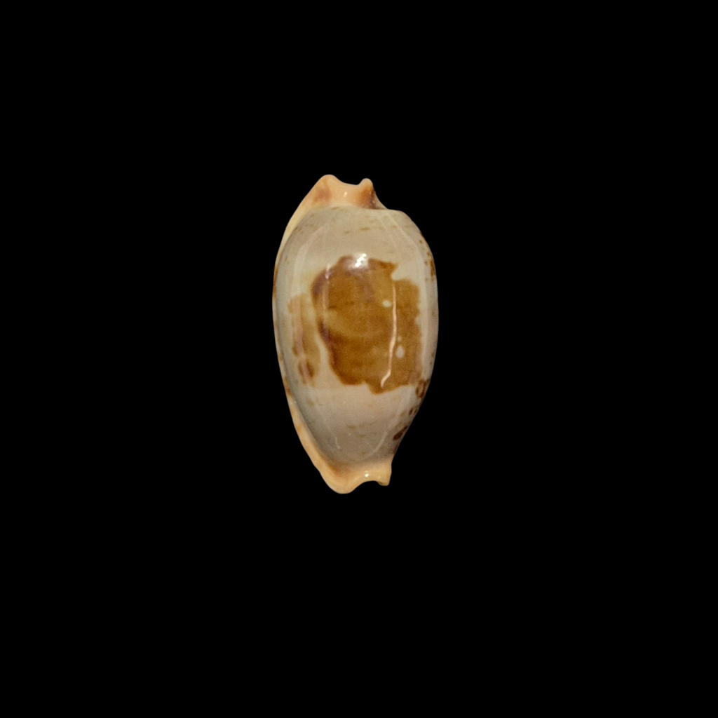 BC202 Bistolida diauges uvongoensis - RARELY OFFERED