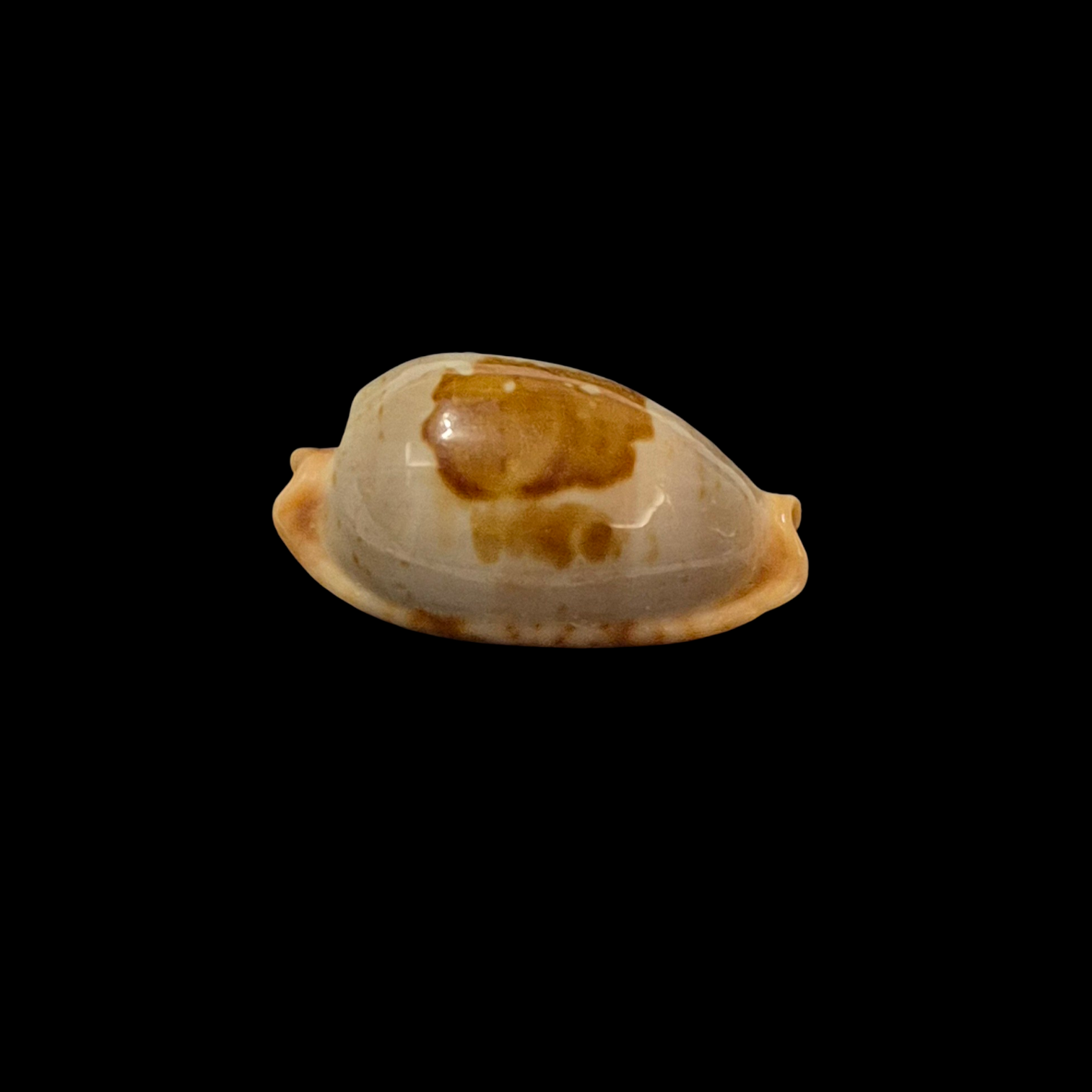 BC202 Bistolida diauges uvongoensis - RARELY OFFERED - Image 2