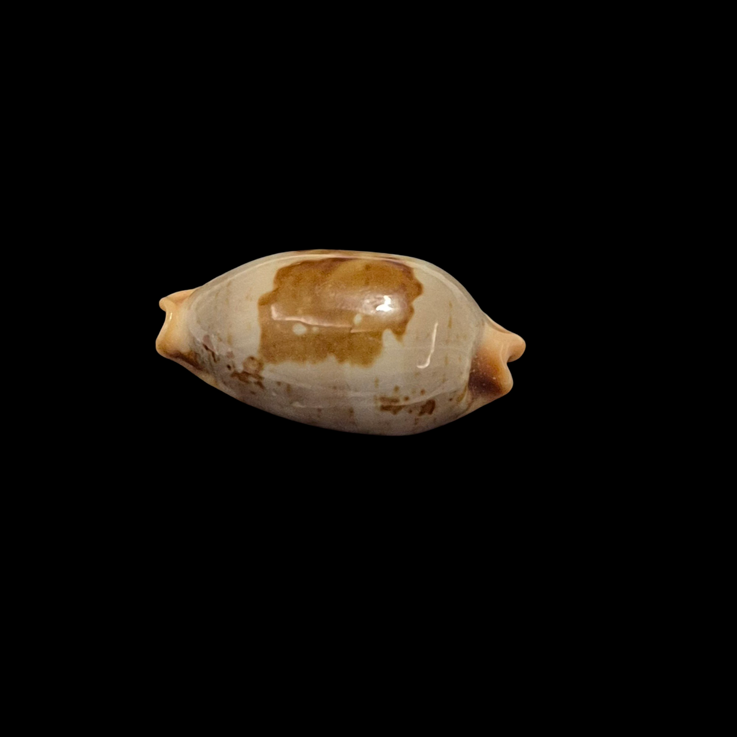 BC202 Bistolida diauges uvongoensis - RARELY OFFERED - Image 3