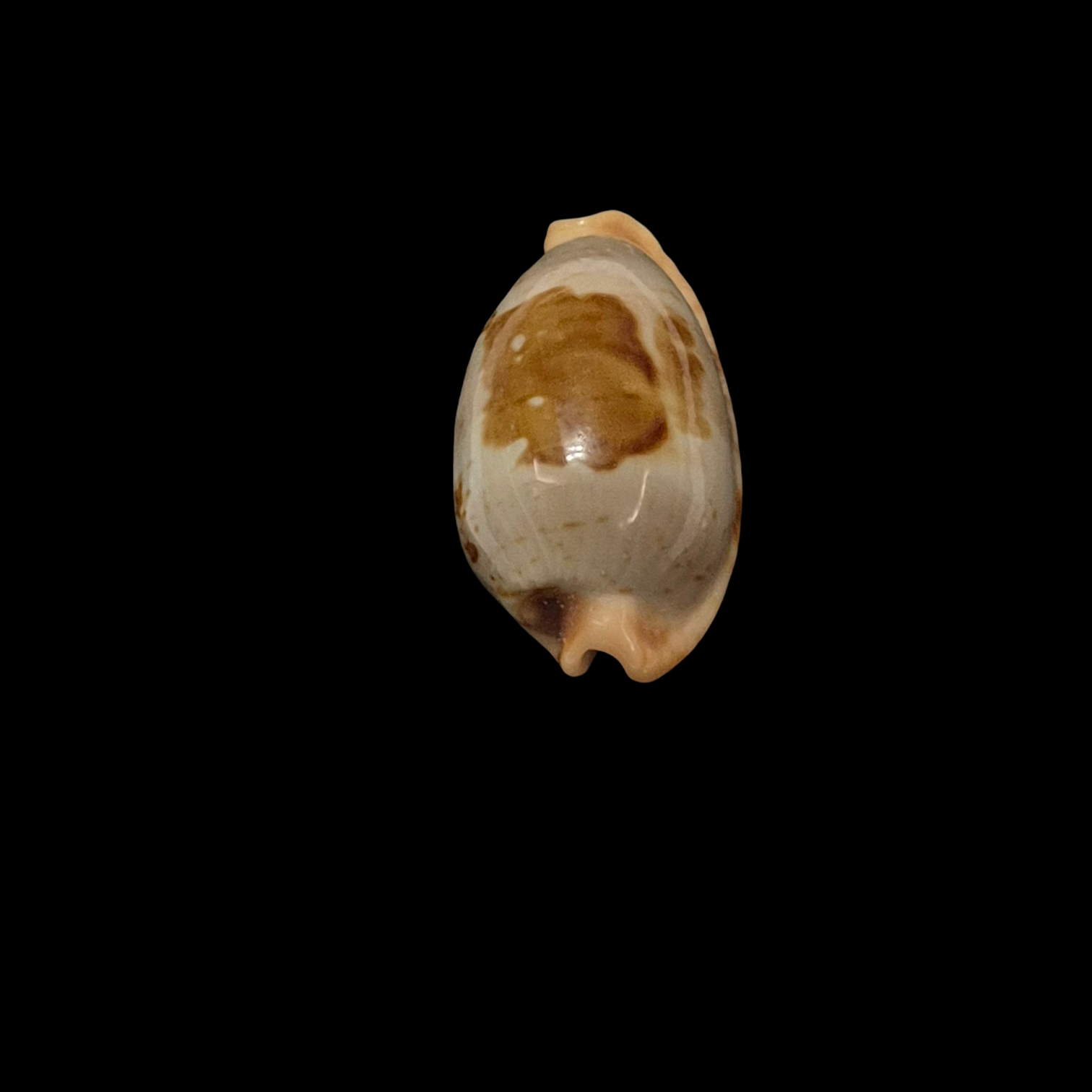BC202 Bistolida diauges uvongoensis - RARELY OFFERED - Image 4